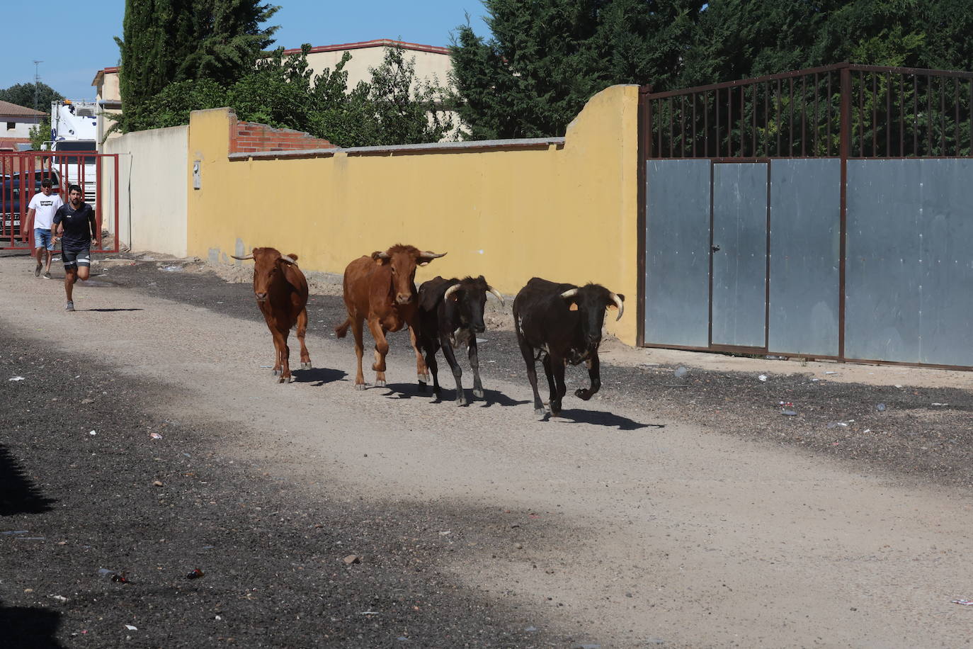 Encierro del sábado en Pollos