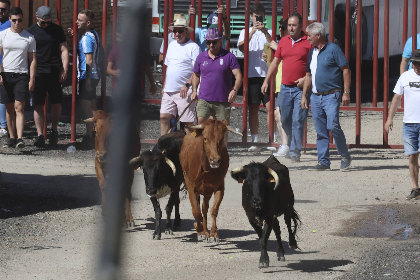 Encierro del sábado en Pollos