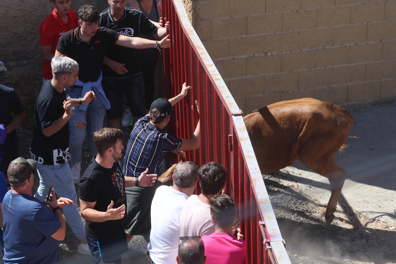 Encierro del sábado en Pollos