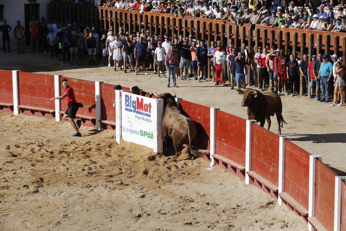 Imágenes de la capea de Peñafiel