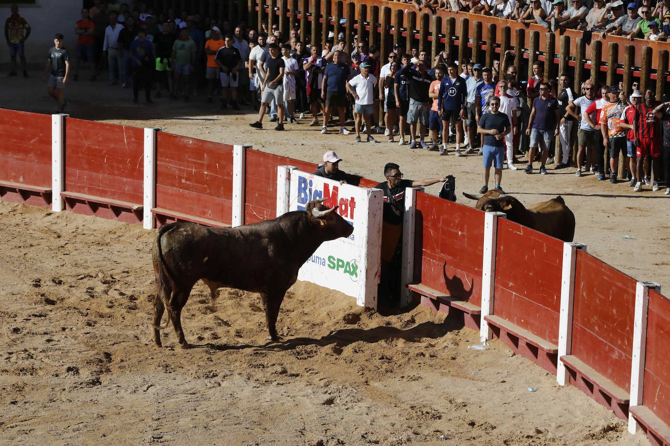 Imágenes de la capea de Peñafiel