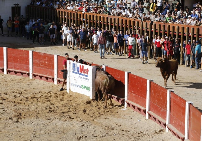 Momentos de apuro para los ocupantes de uno de los burladeros de la plaza.