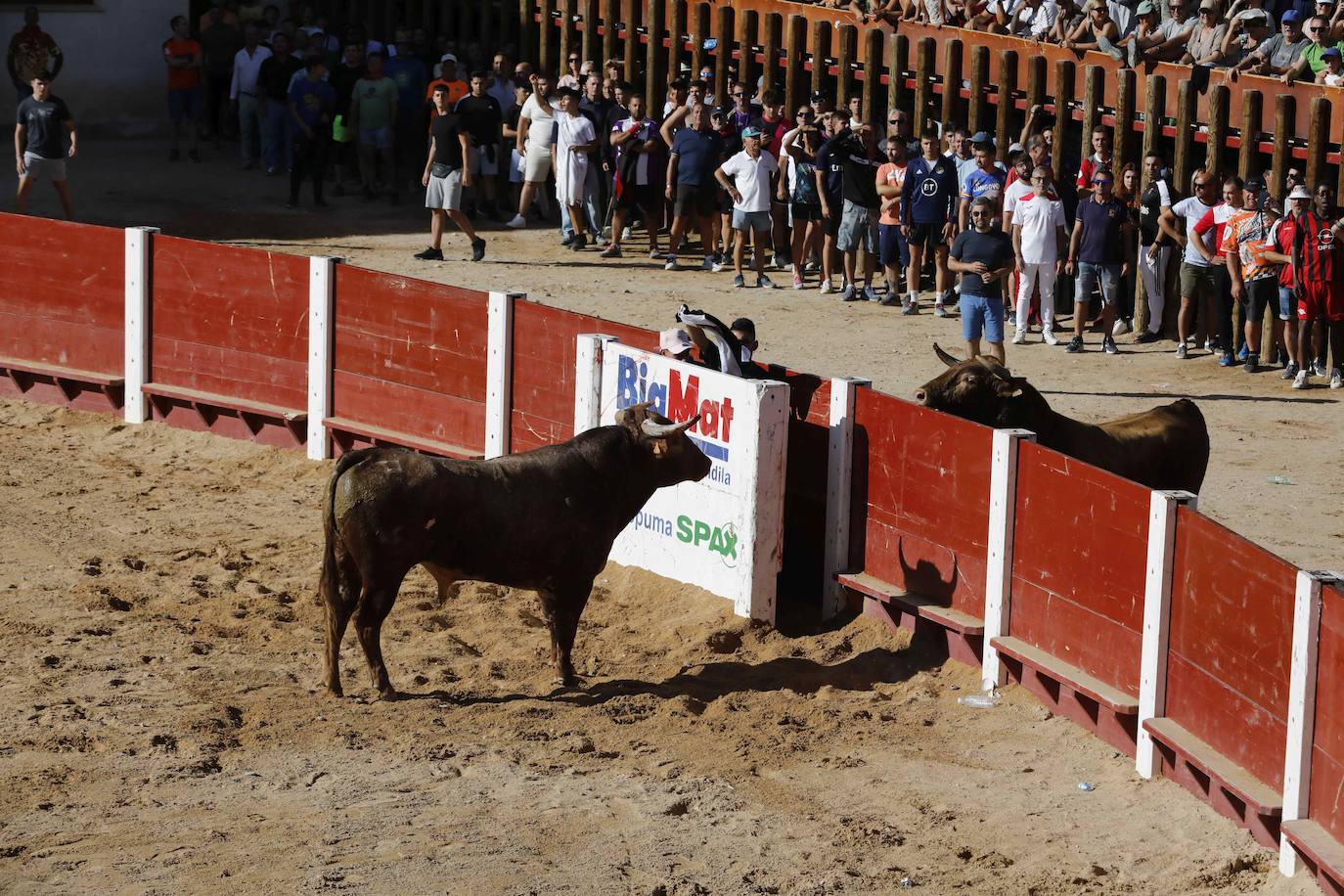 Imágenes de la capea de Peñafiel