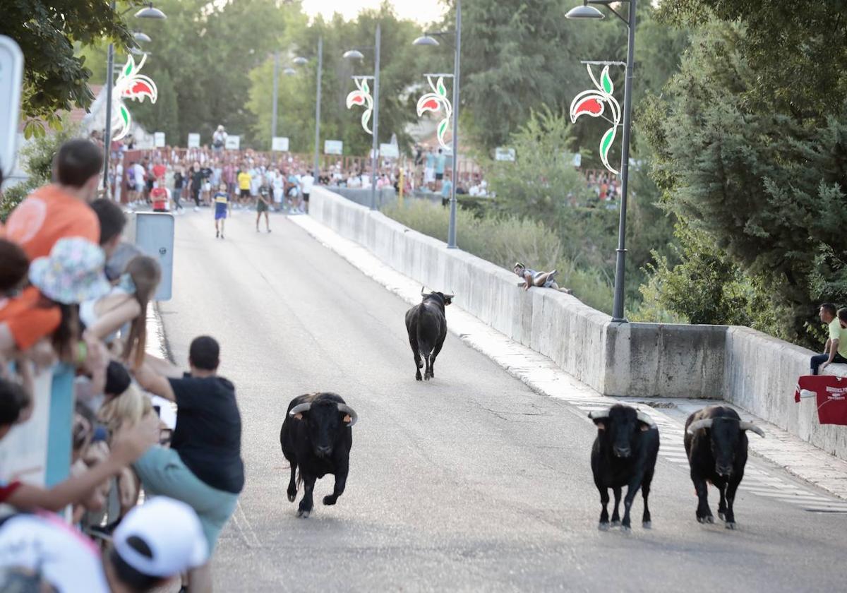 Las imágenes del encierro de Tudela de Duero del sábado