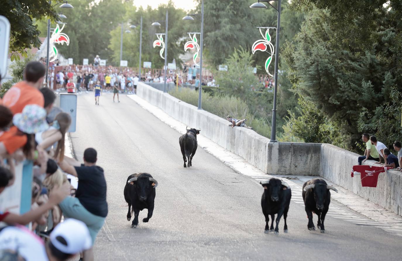 Las imágenes del encierro de Tudela de Duero del sábado