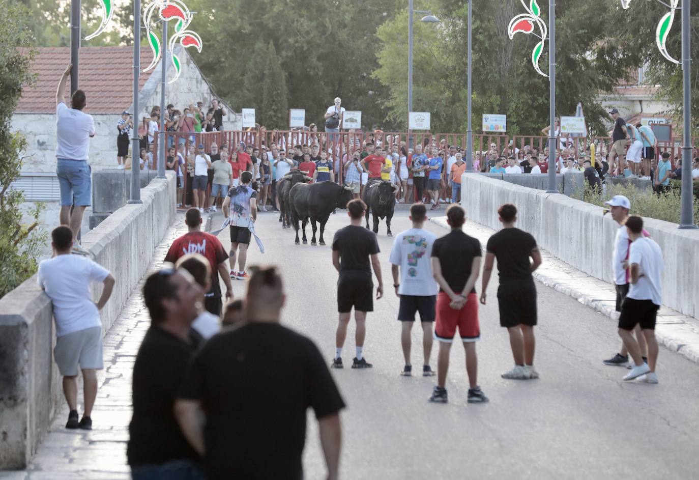 Las imágenes del encierro de Tudela de Duero del sábado