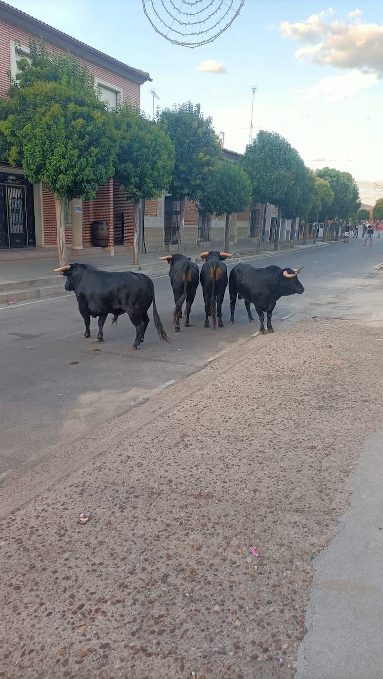 Seis novillos ponen el broche a las fiestas en Pollos