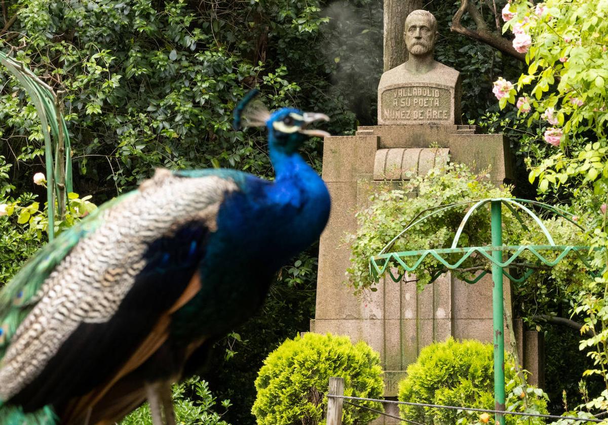 Un pavo real se pasea ante el busto de Nuñez de Arce en el Campo Grande.