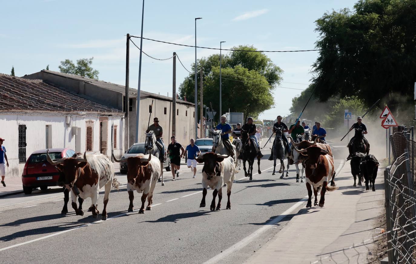 Encierro campero en Tudela de Duero