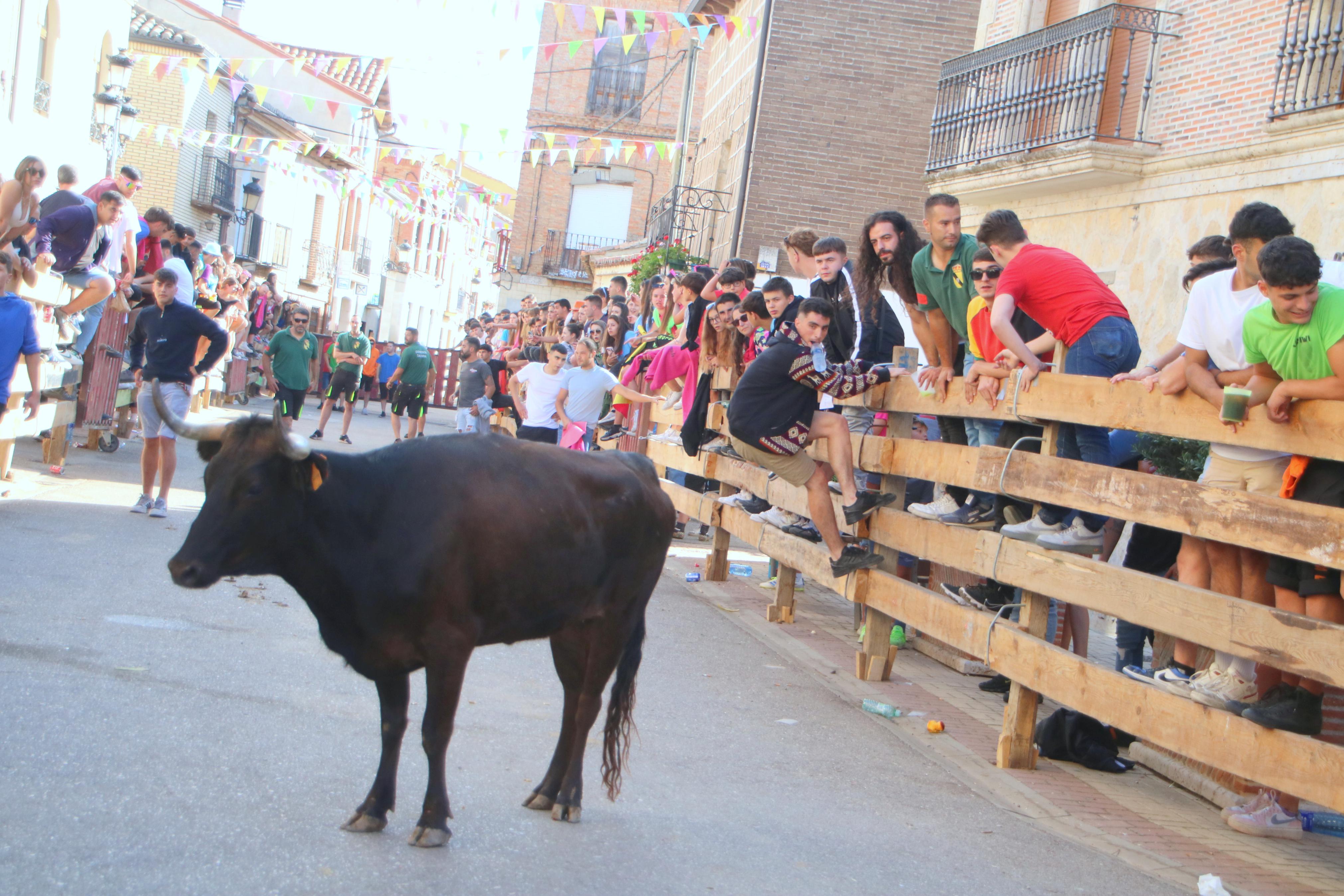 Torquemada, fiel a sus encierros tradicionales