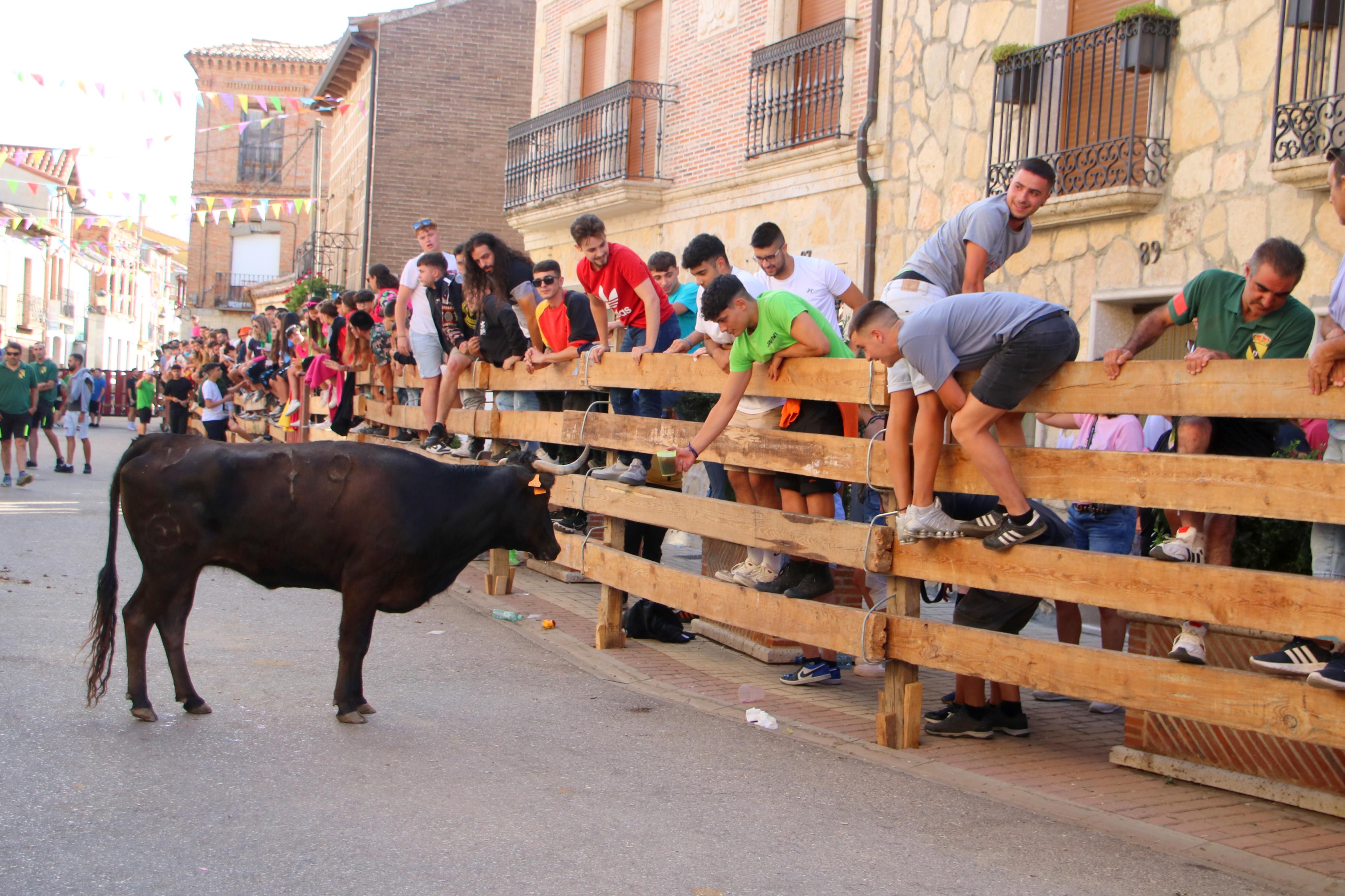 Torquemada, fiel a sus encierros tradicionales