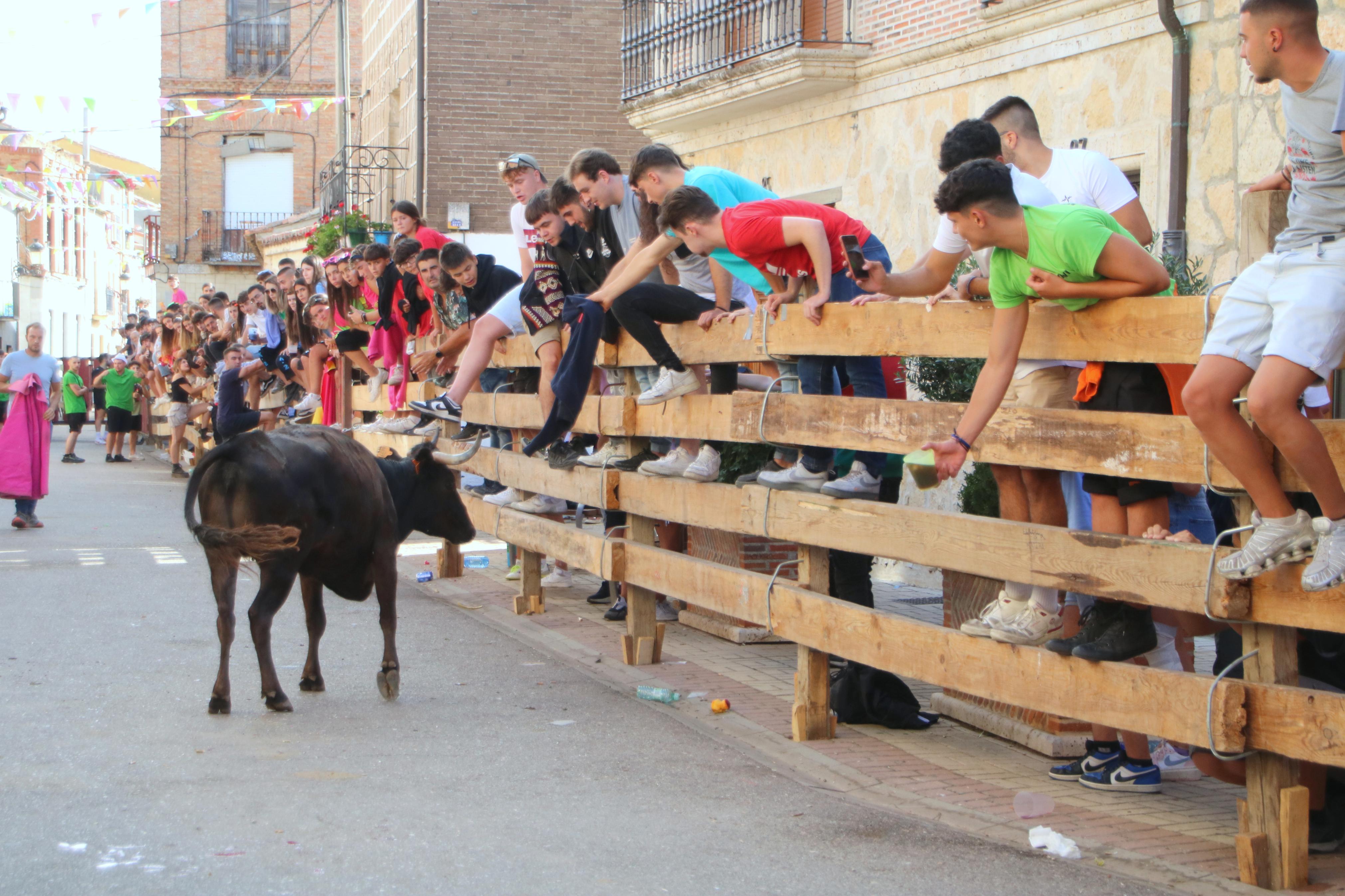 Torquemada, fiel a sus encierros tradicionales