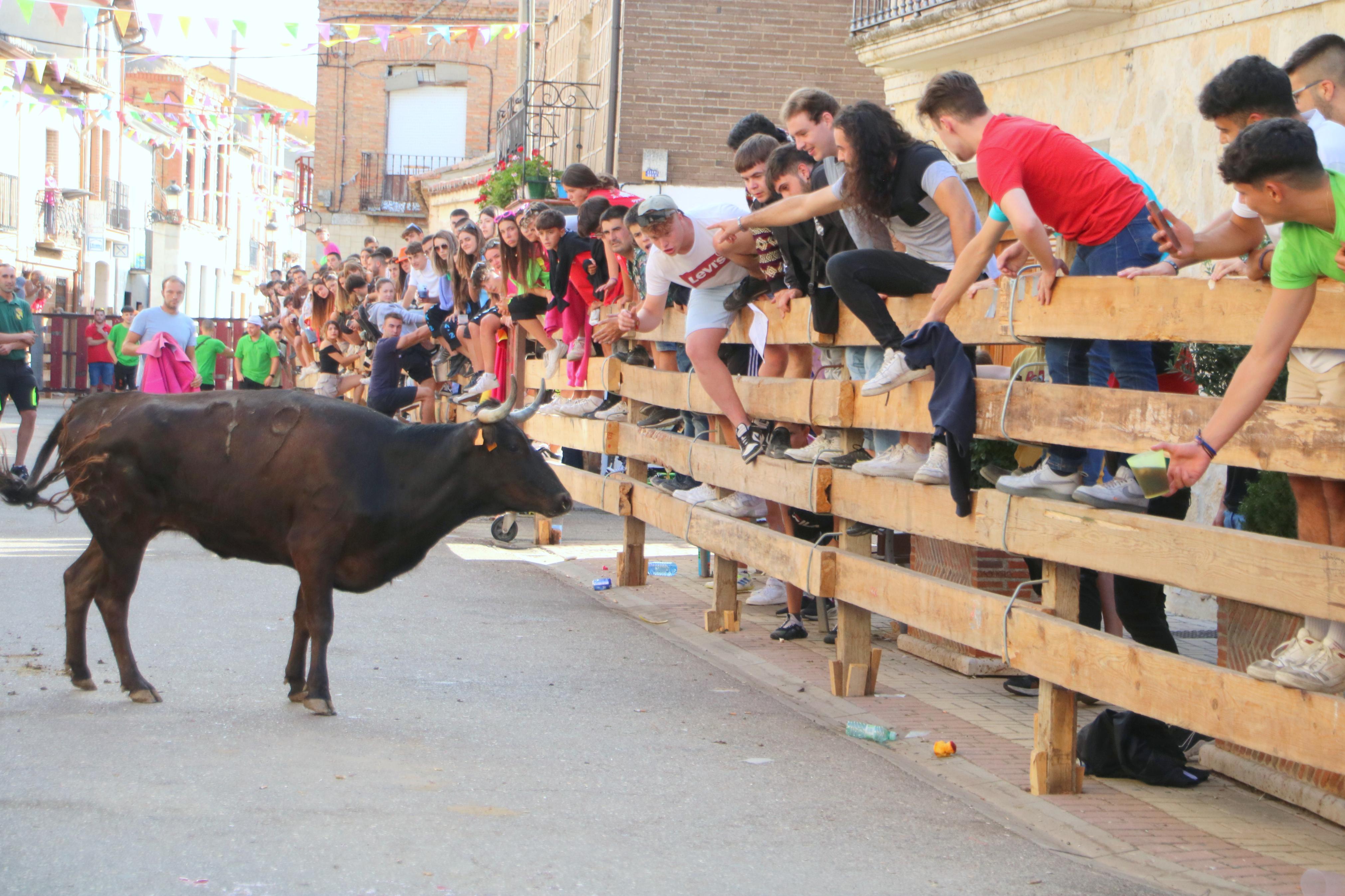 Torquemada, fiel a sus encierros tradicionales