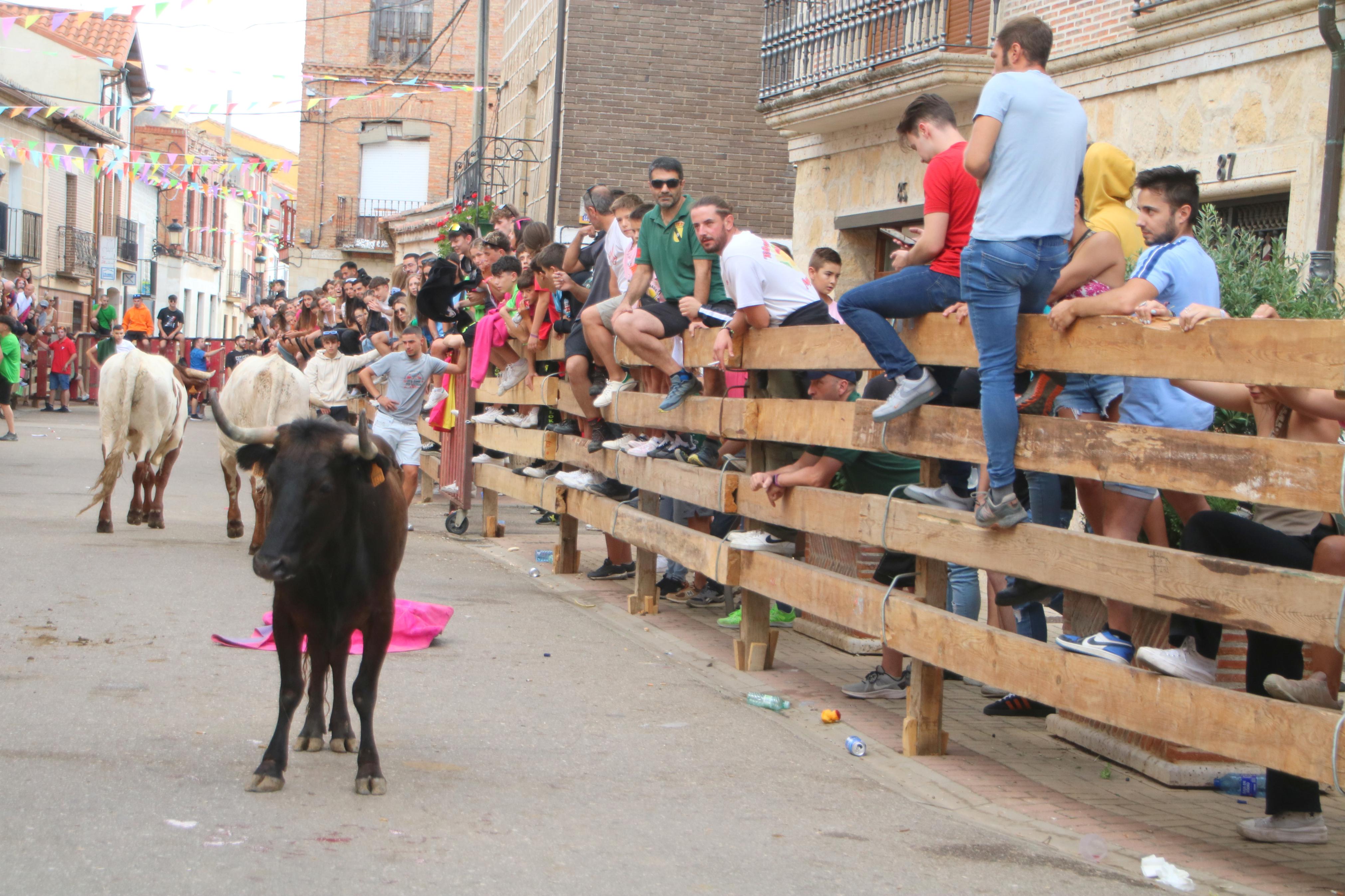 Torquemada, fiel a sus encierros tradicionales