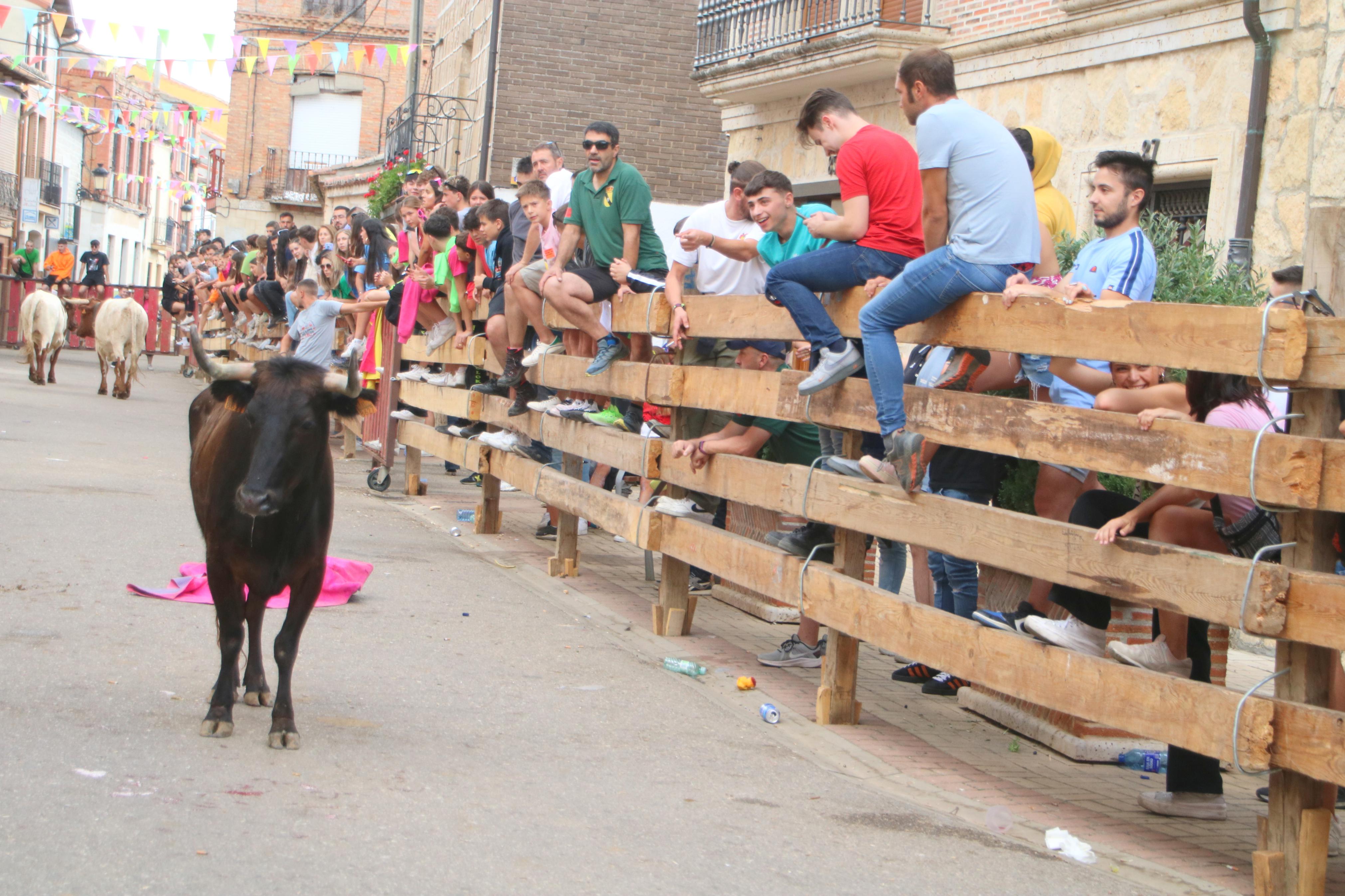 Torquemada, fiel a sus encierros tradicionales