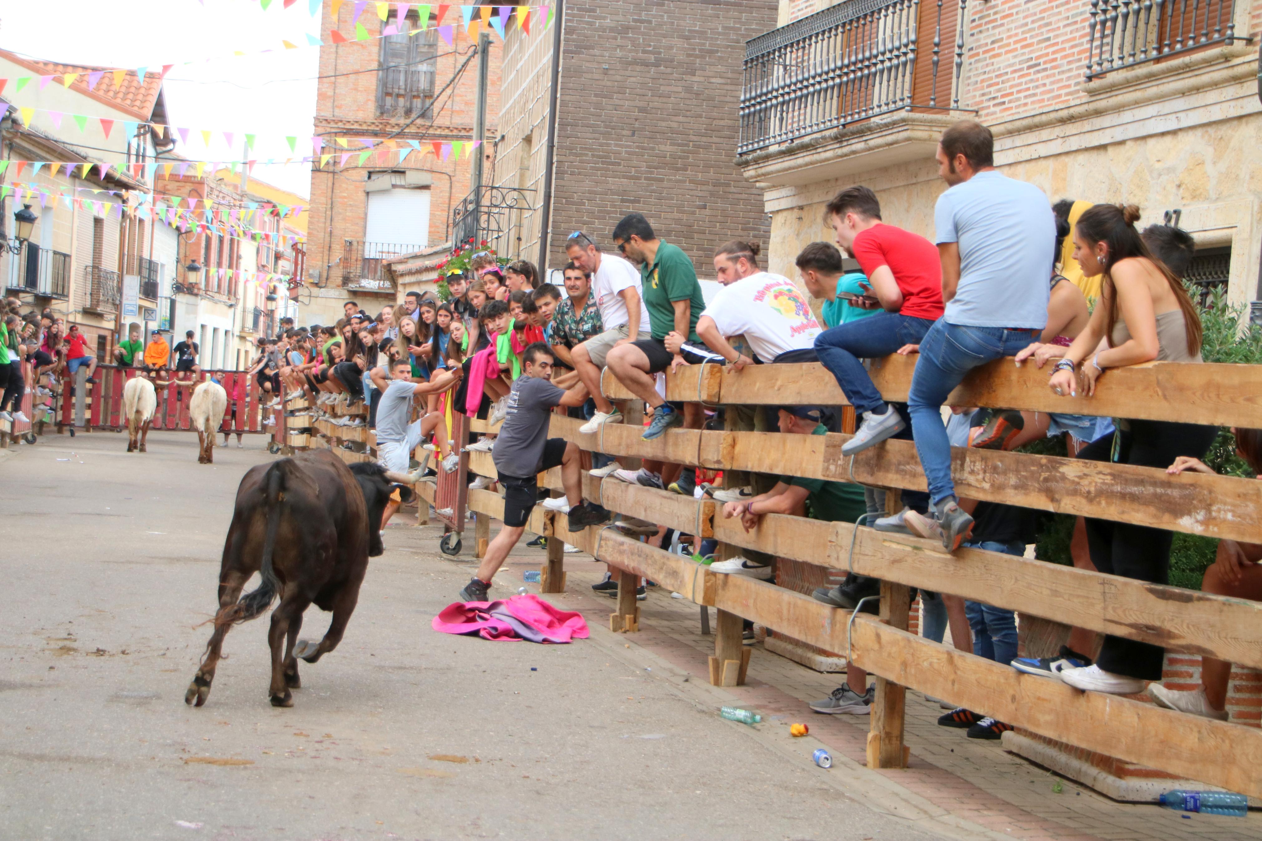 Torquemada, fiel a sus encierros tradicionales