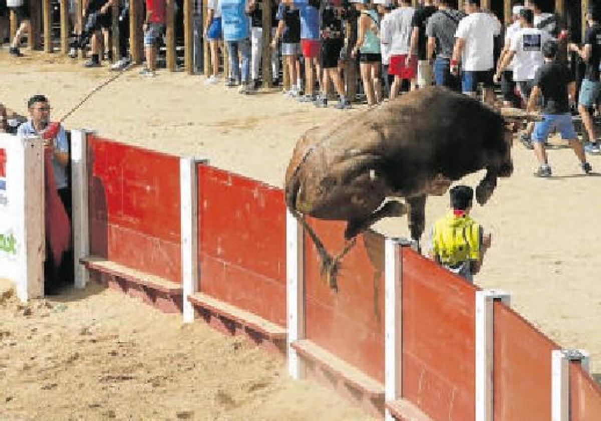 El salto de ayer del astado.