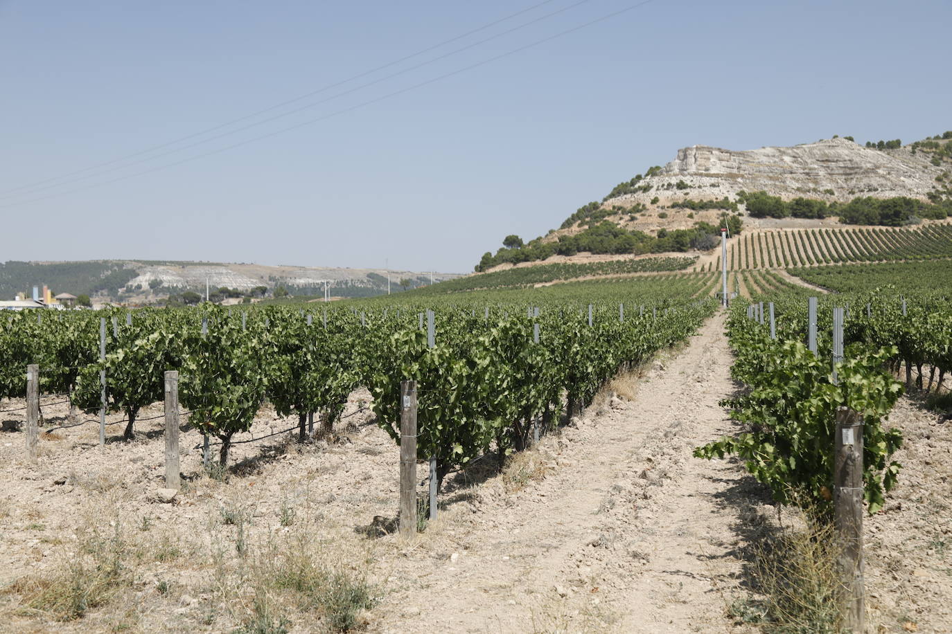 Las imágenes de los viñedos de Peñafiel