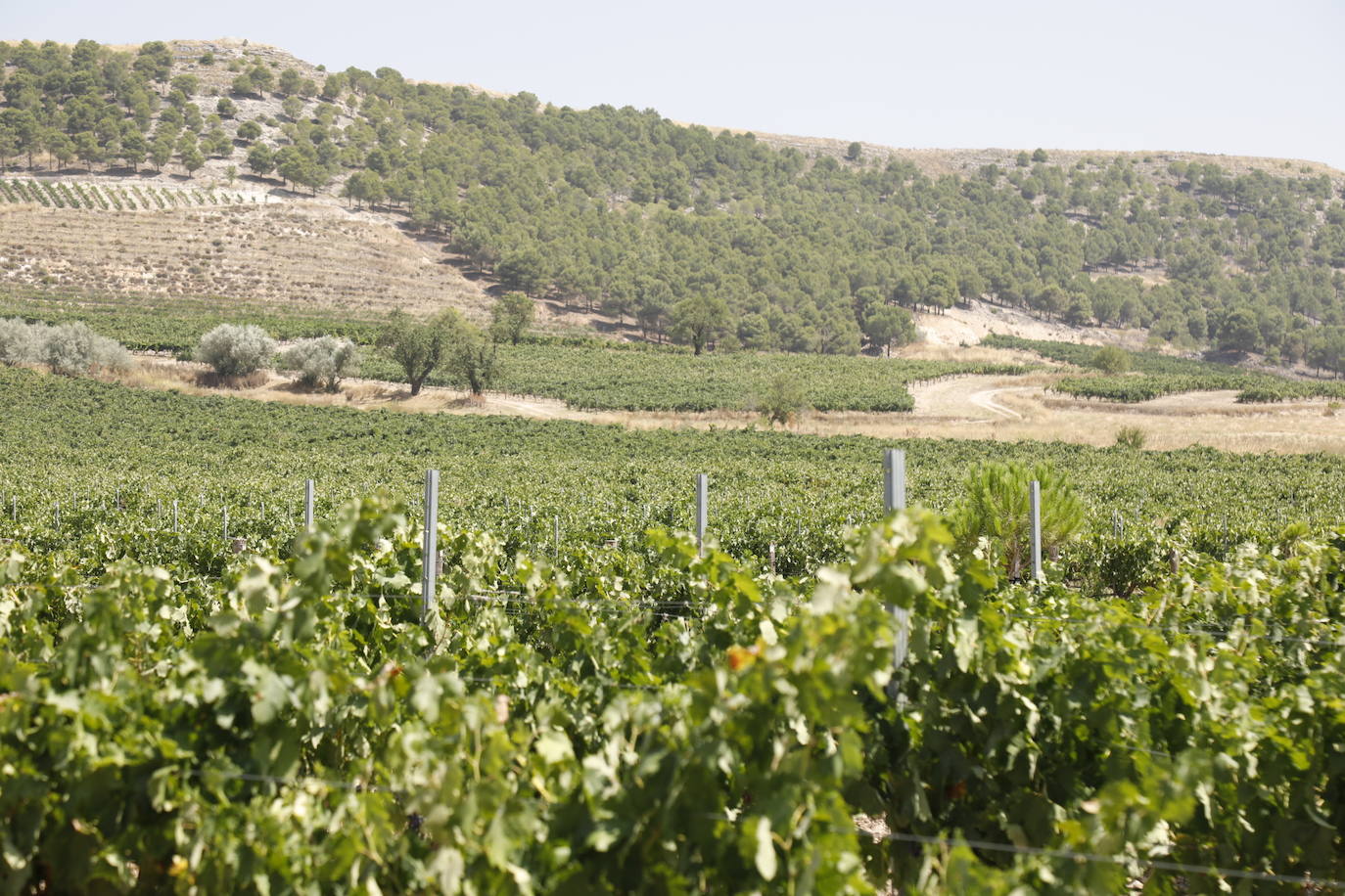 Las imágenes de los viñedos de Peñafiel