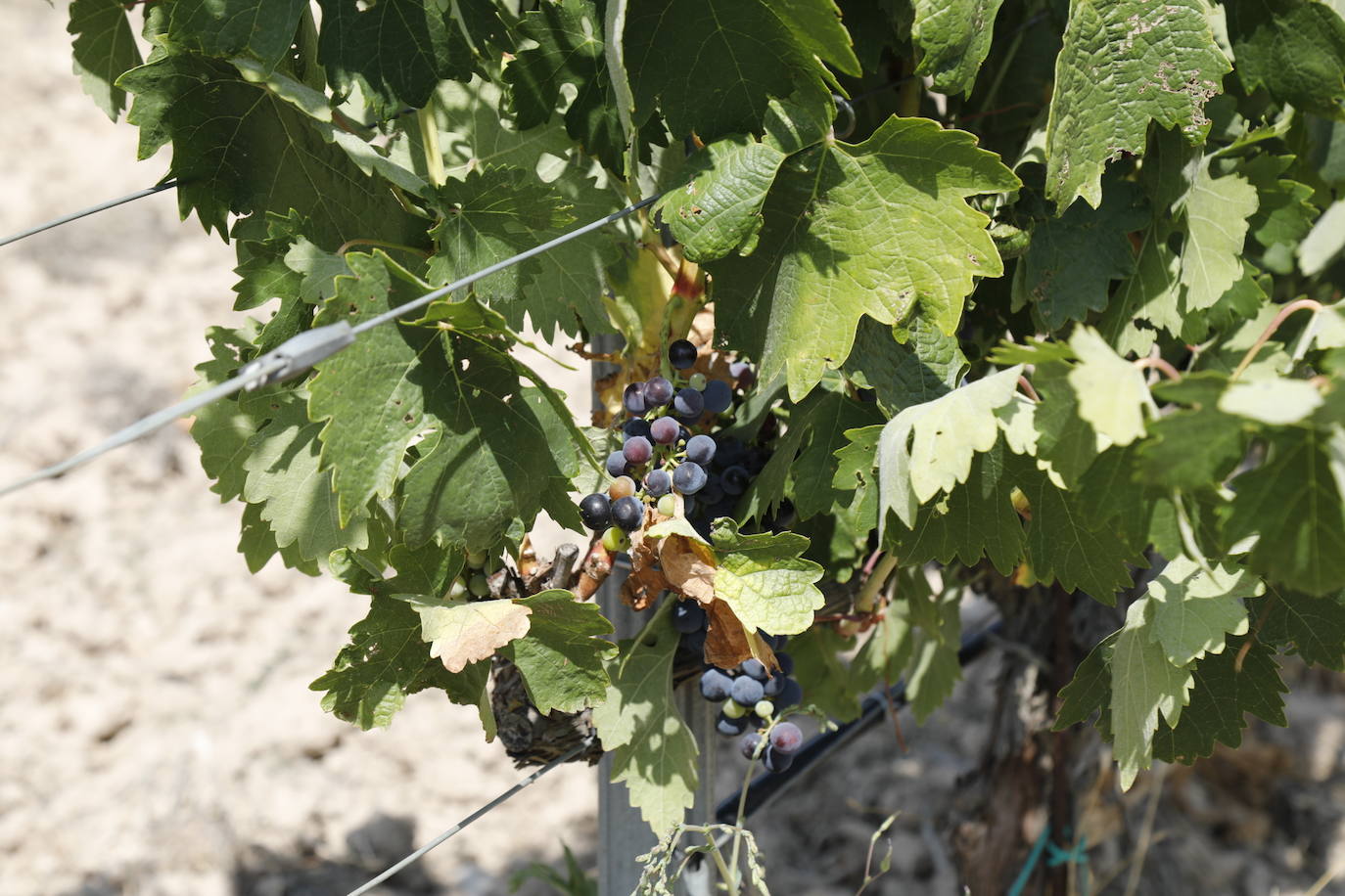 Las imágenes de los viñedos de Peñafiel