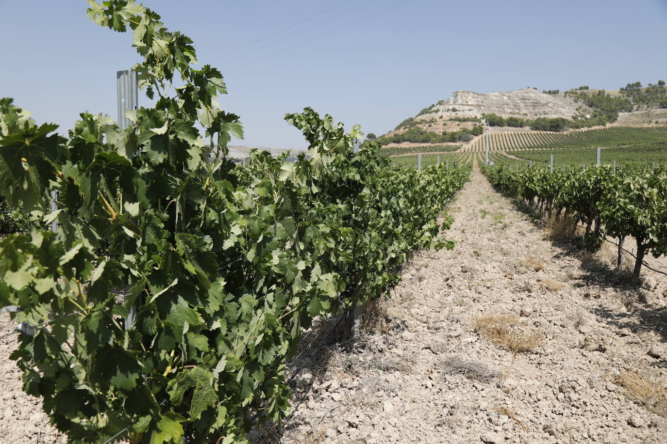 Las imágenes de los viñedos de Peñafiel