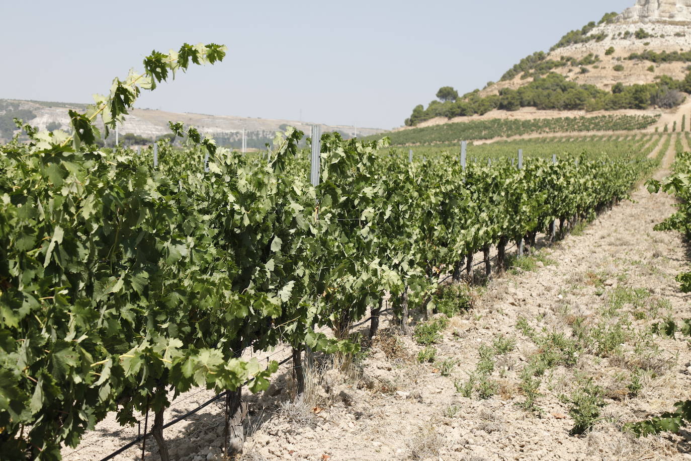 Las imágenes de los viñedos de Peñafiel