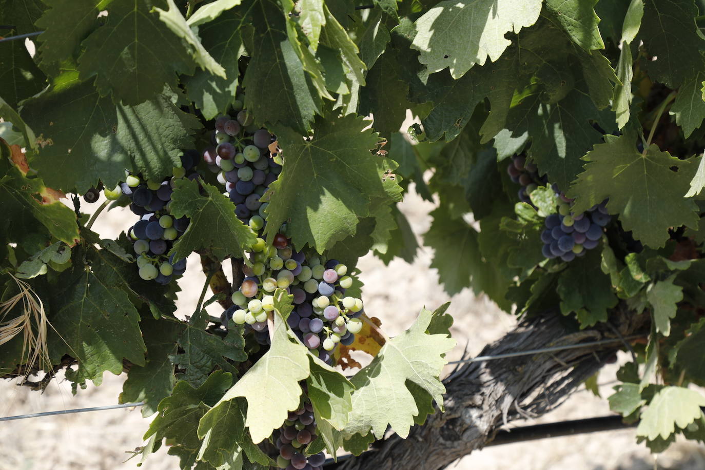 Las imágenes de los viñedos de Peñafiel