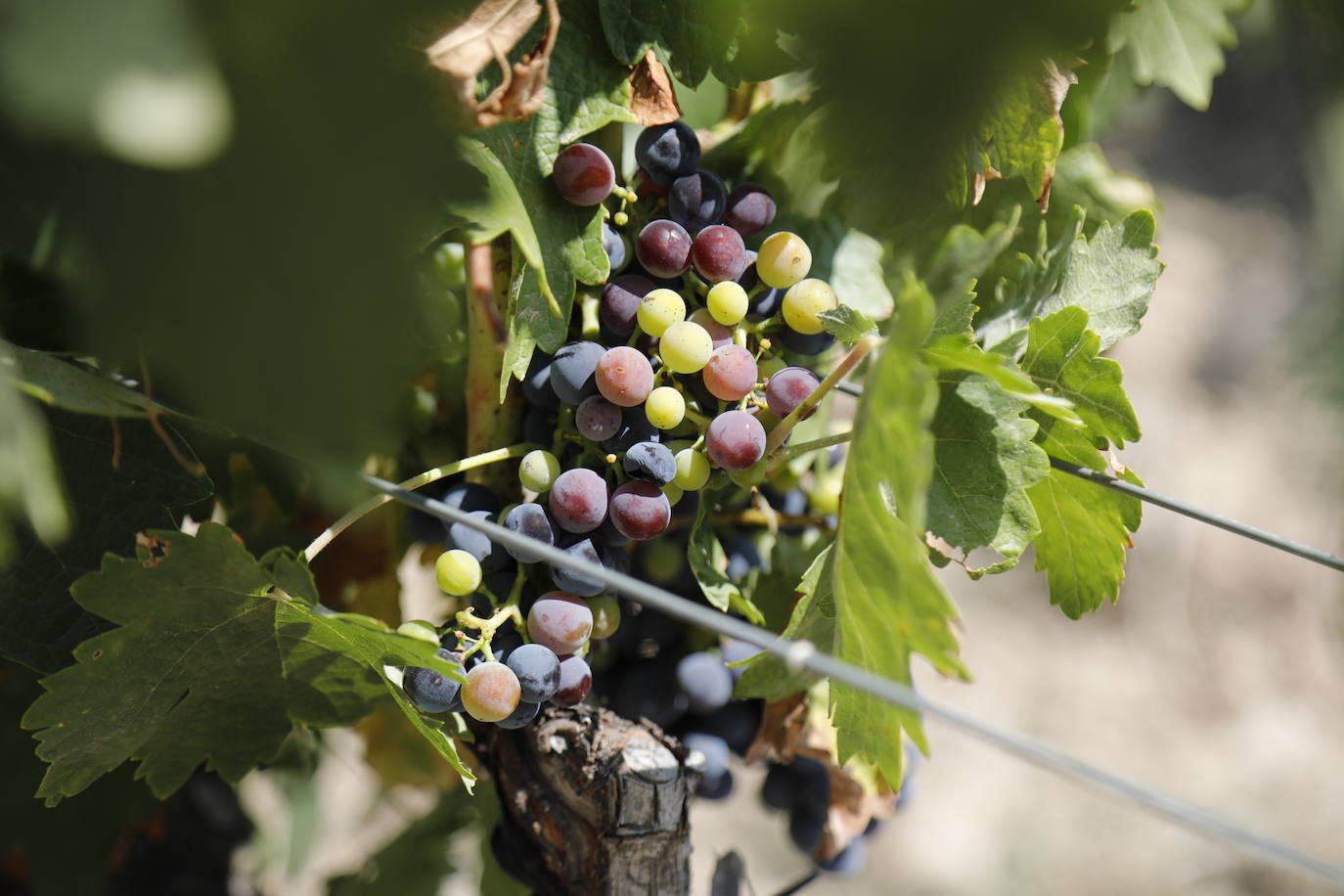 Las imágenes de los viñedos de Peñafiel