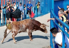 Uno de los toros durante el último día de festejos taurinos.