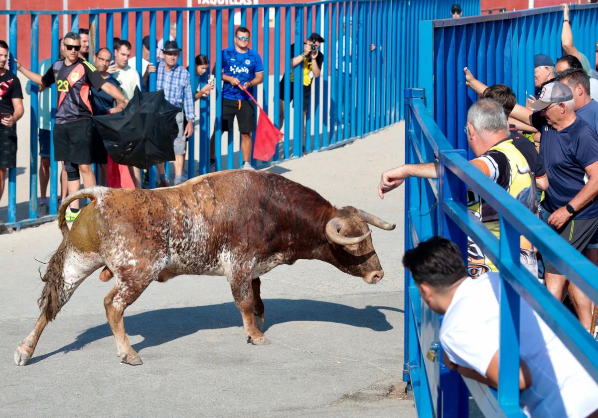 Uno de los toros durante el último día de festejos taurinos.