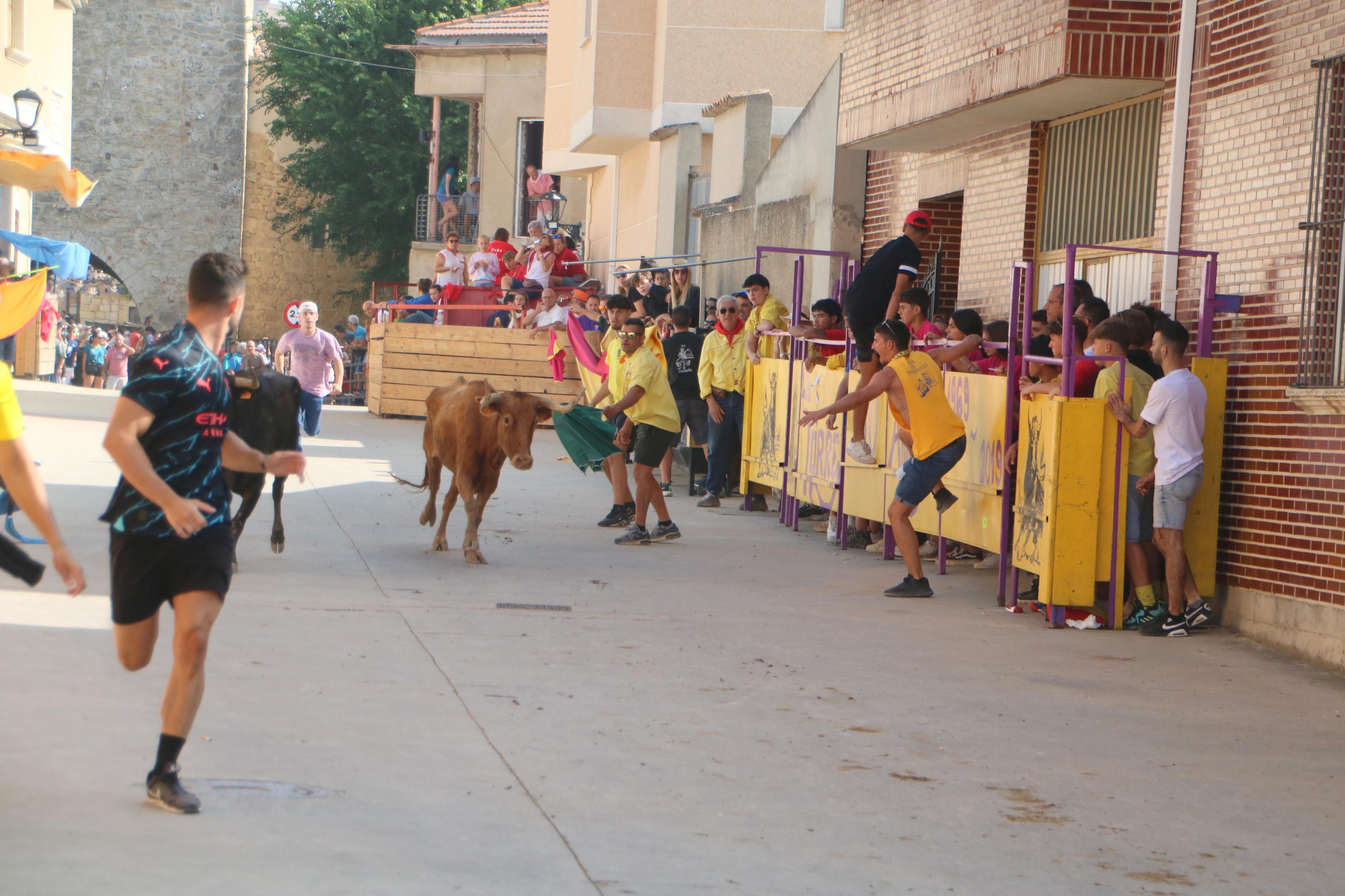 Dueñas celebra sus encierros tradicionales