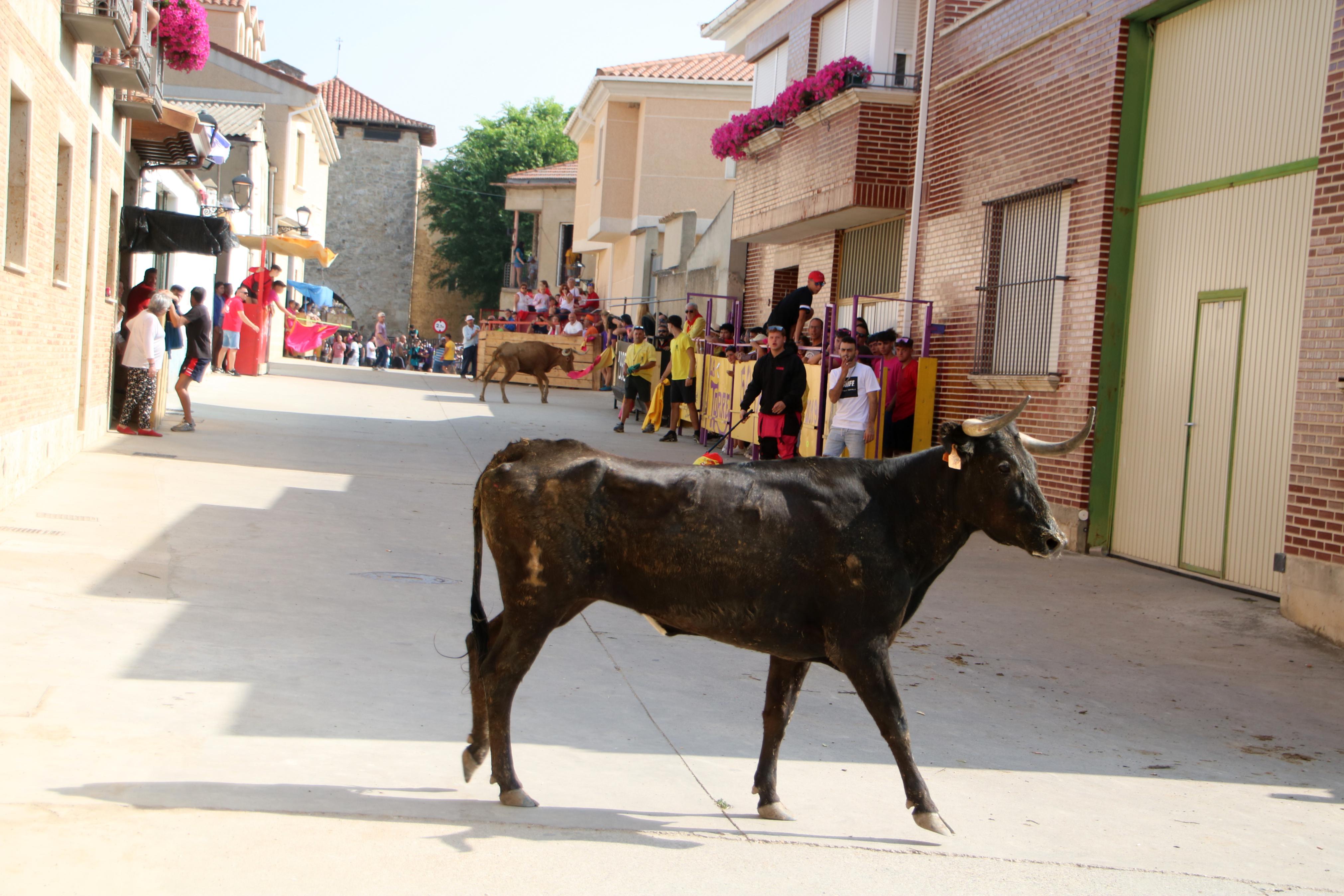 Dueñas celebra sus encierros tradicionales