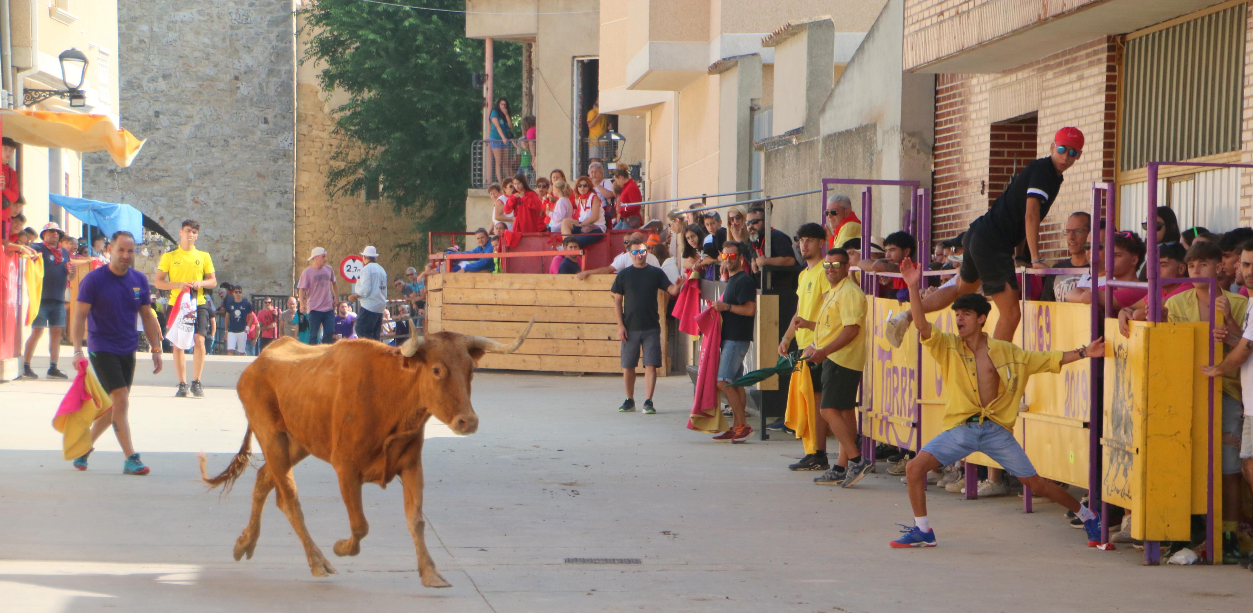 Dueñas celebra sus encierros tradicionales