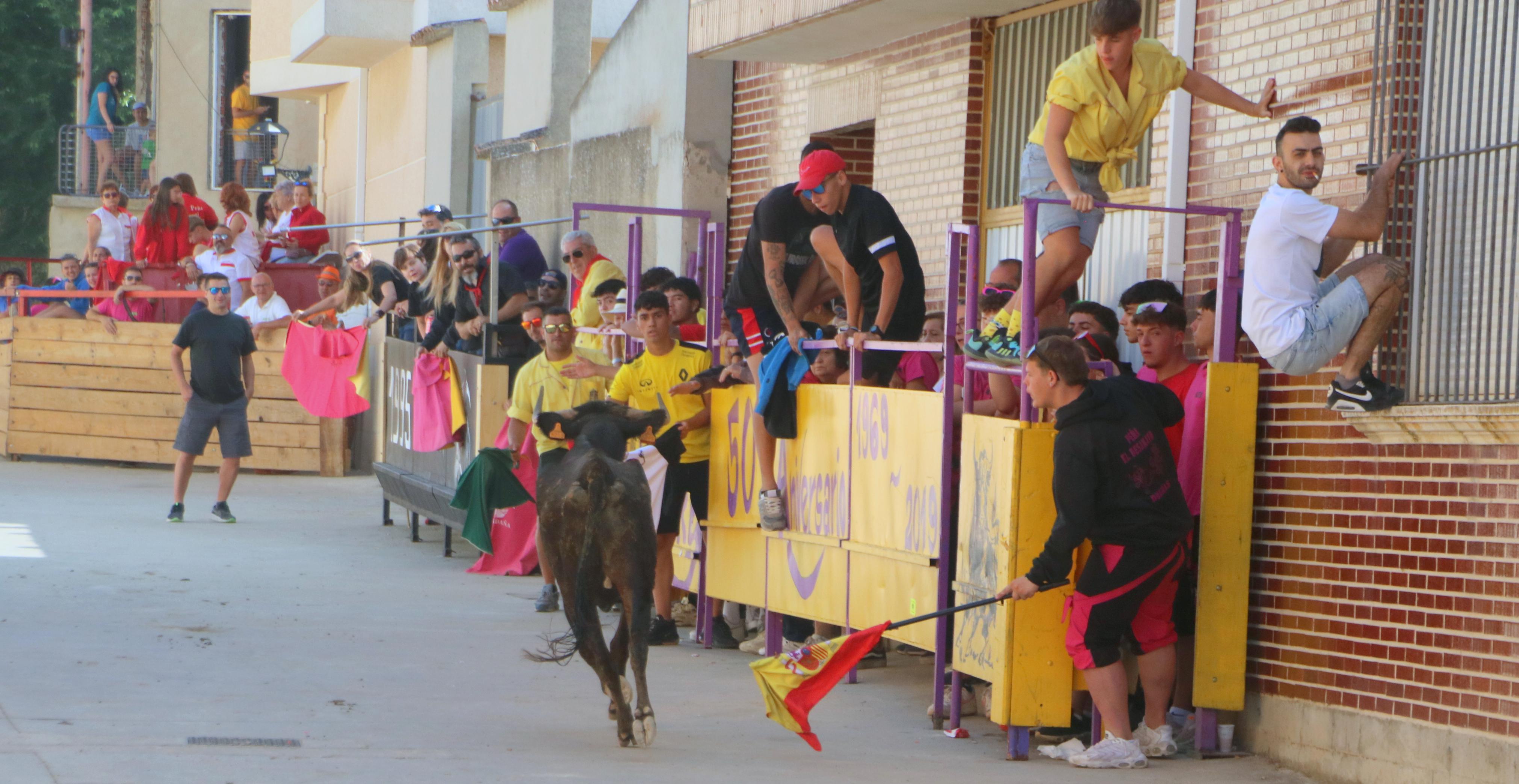 Dueñas celebra sus encierros tradicionales
