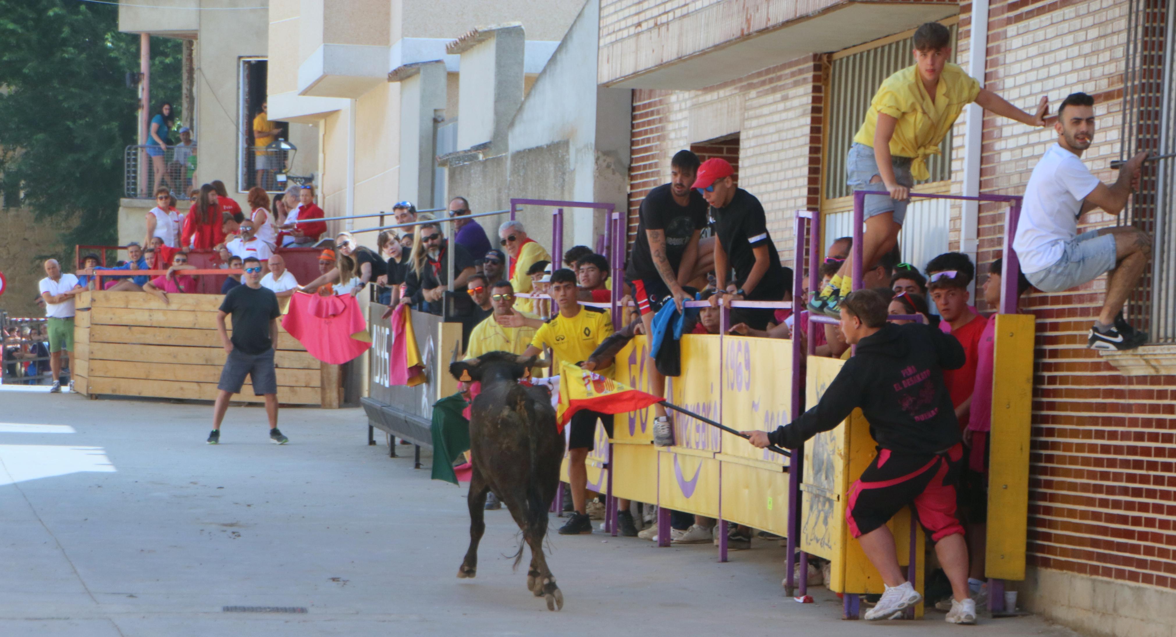 Dueñas celebra sus encierros tradicionales
