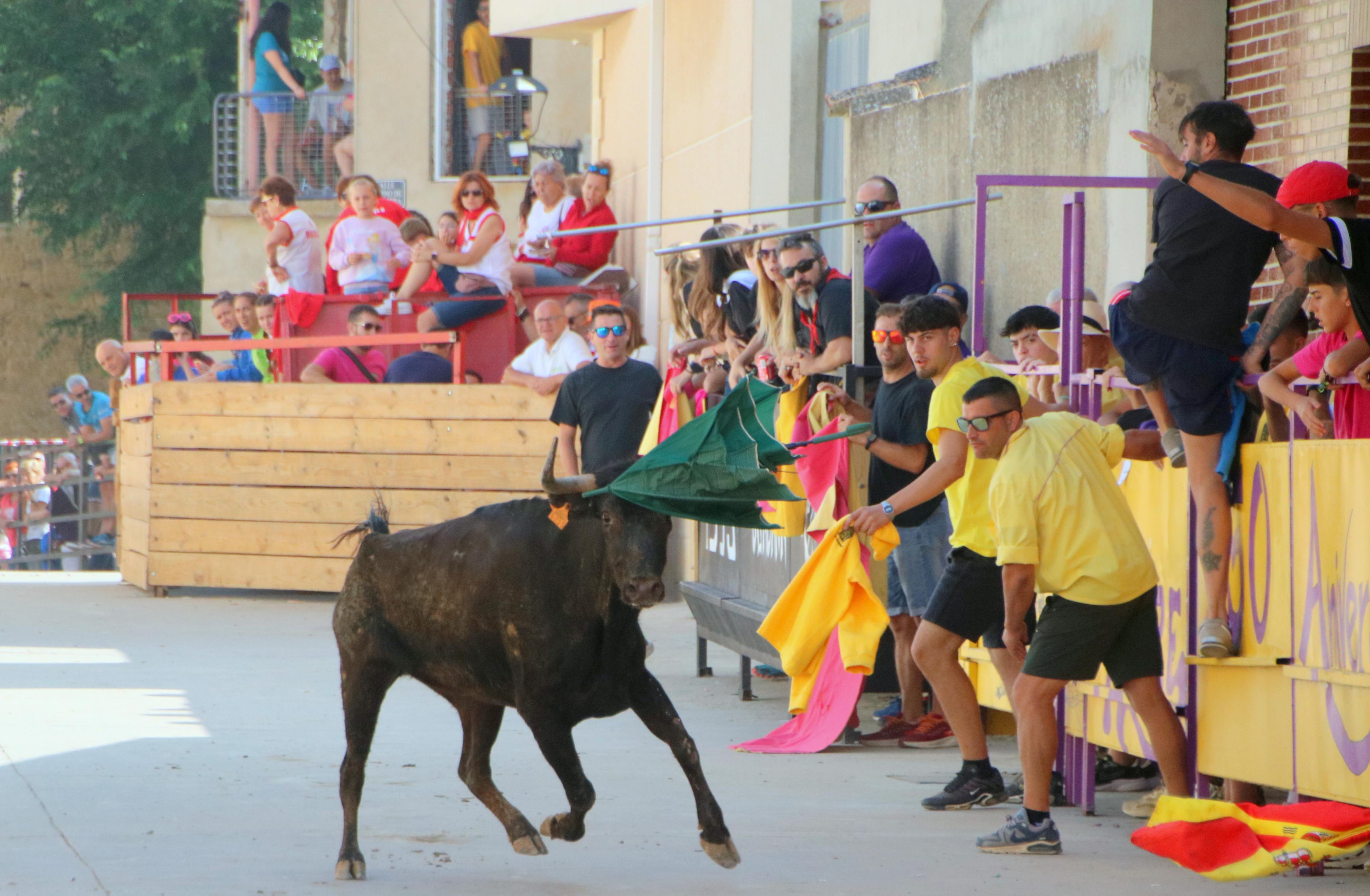 Dueñas celebra sus encierros tradicionales