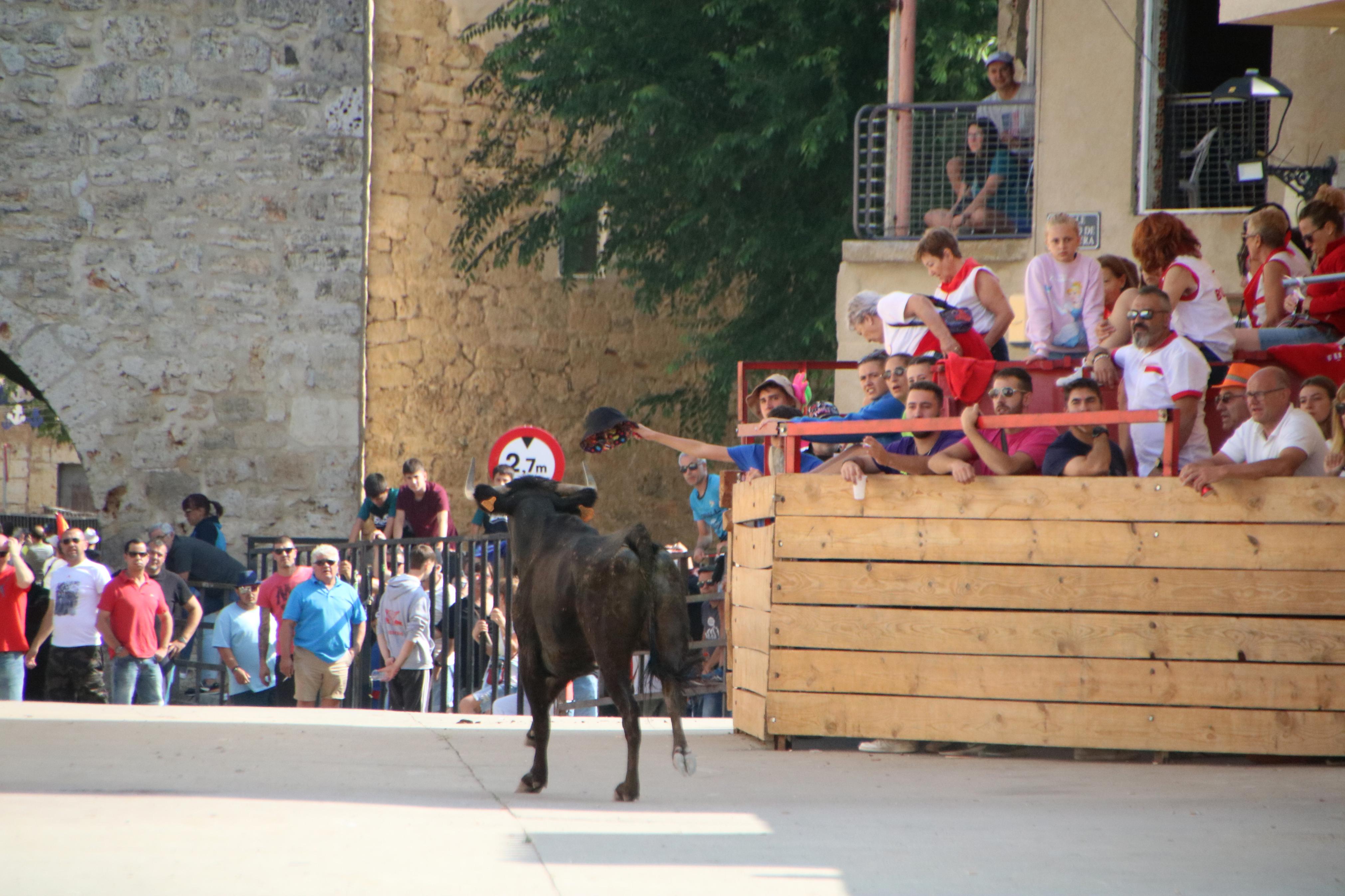 Dueñas celebra sus encierros tradicionales
