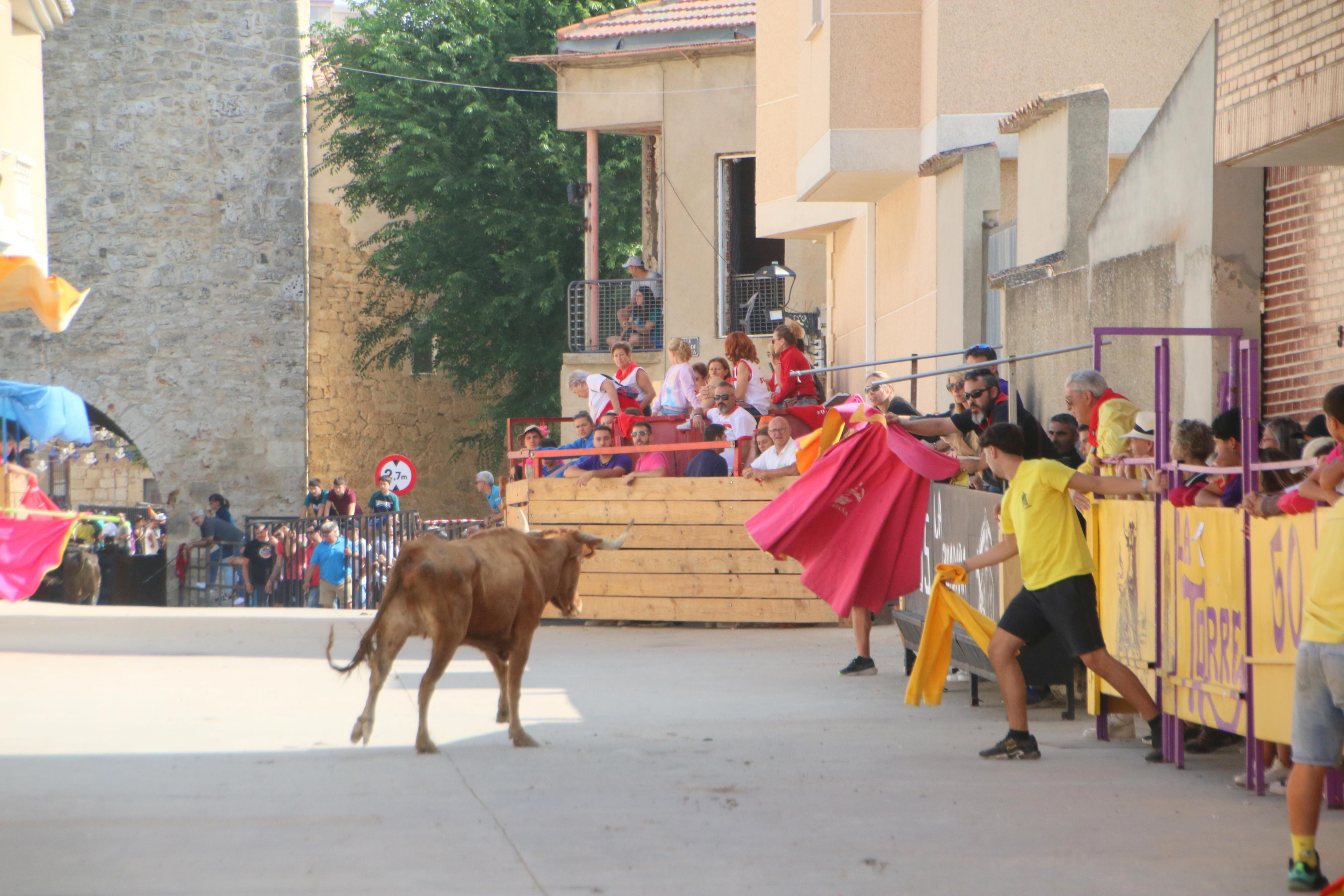 Dueñas celebra sus encierros tradicionales