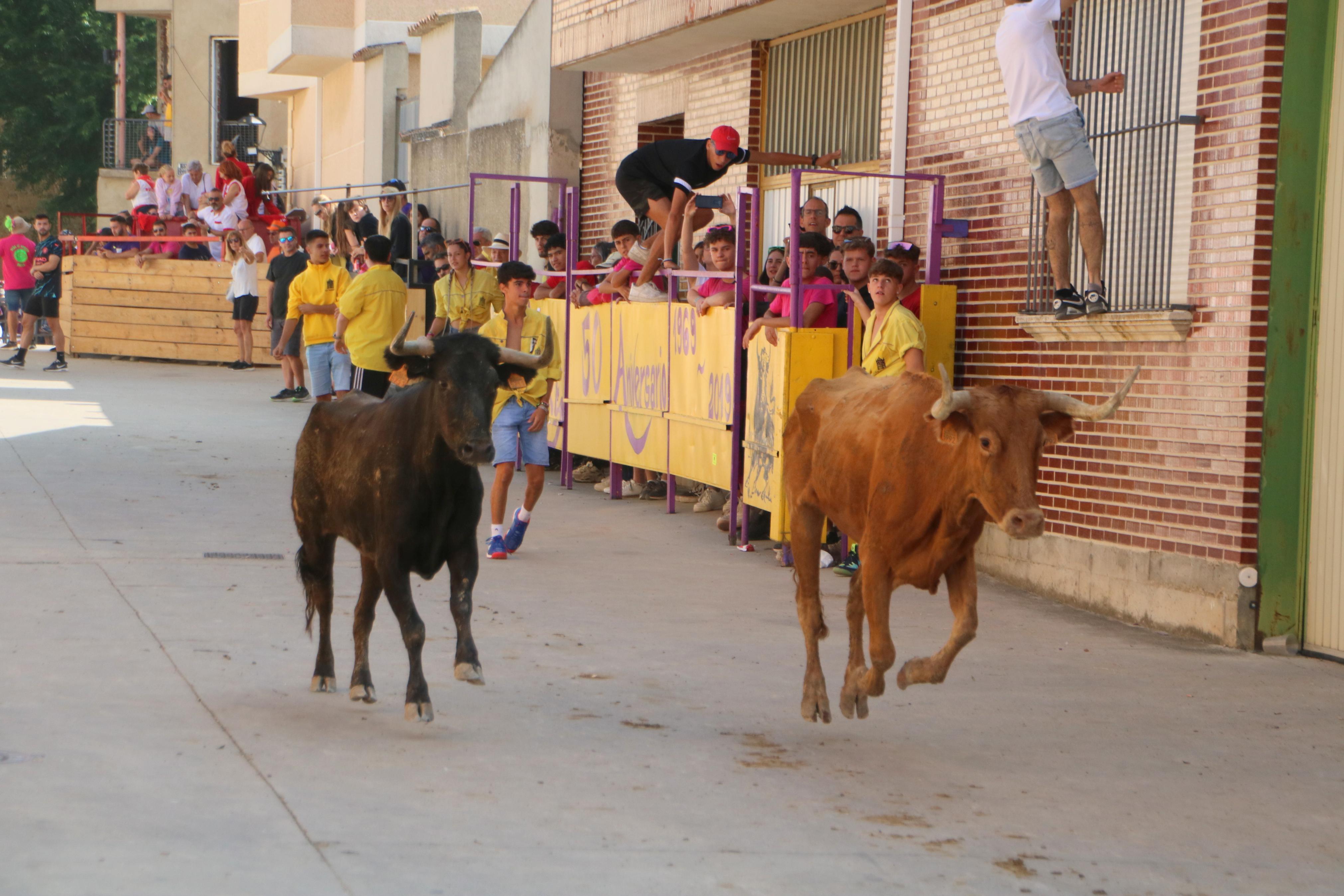 Dueñas celebra sus encierros tradicionales