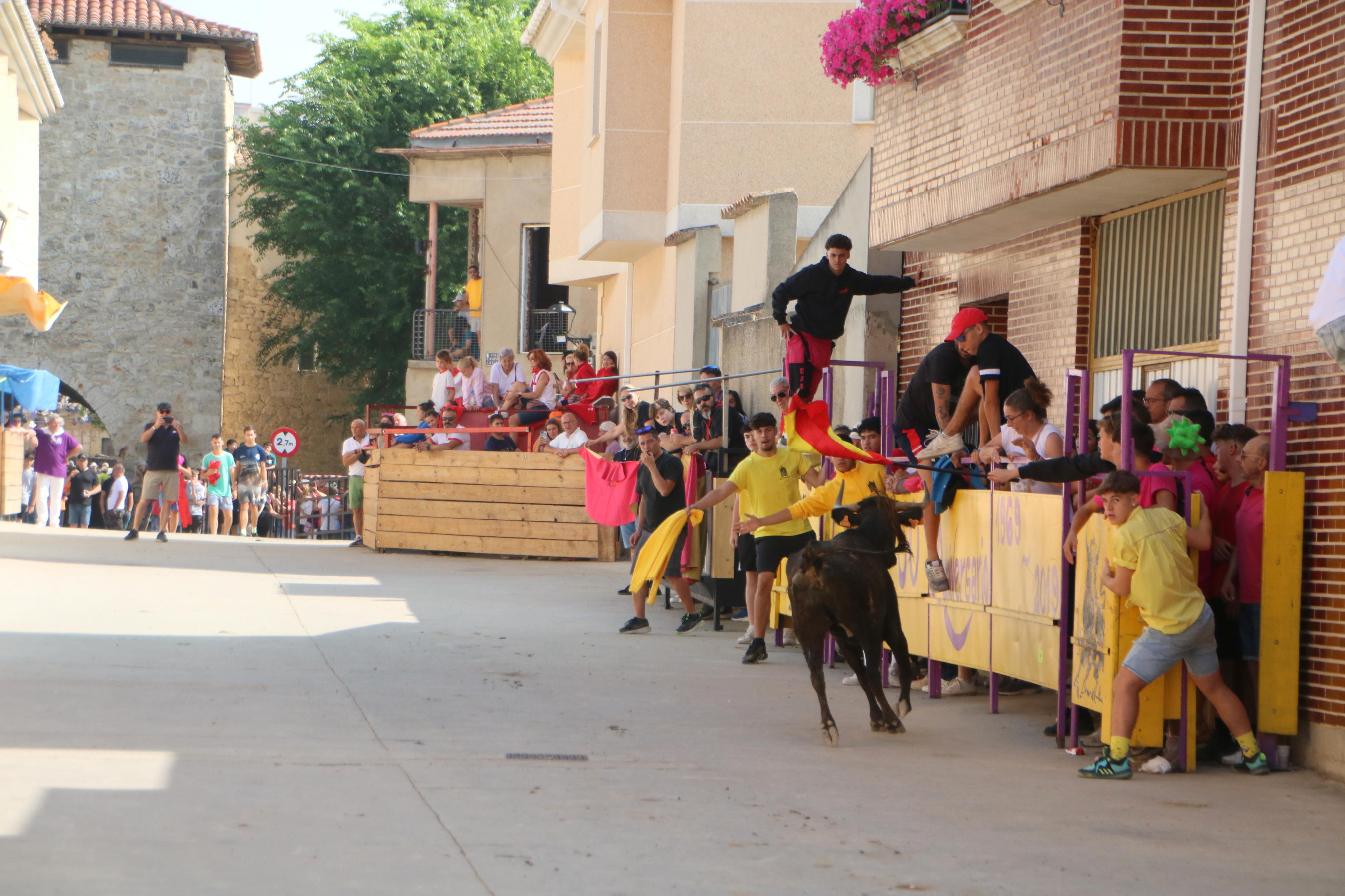 Dueñas celebra sus encierros tradicionales