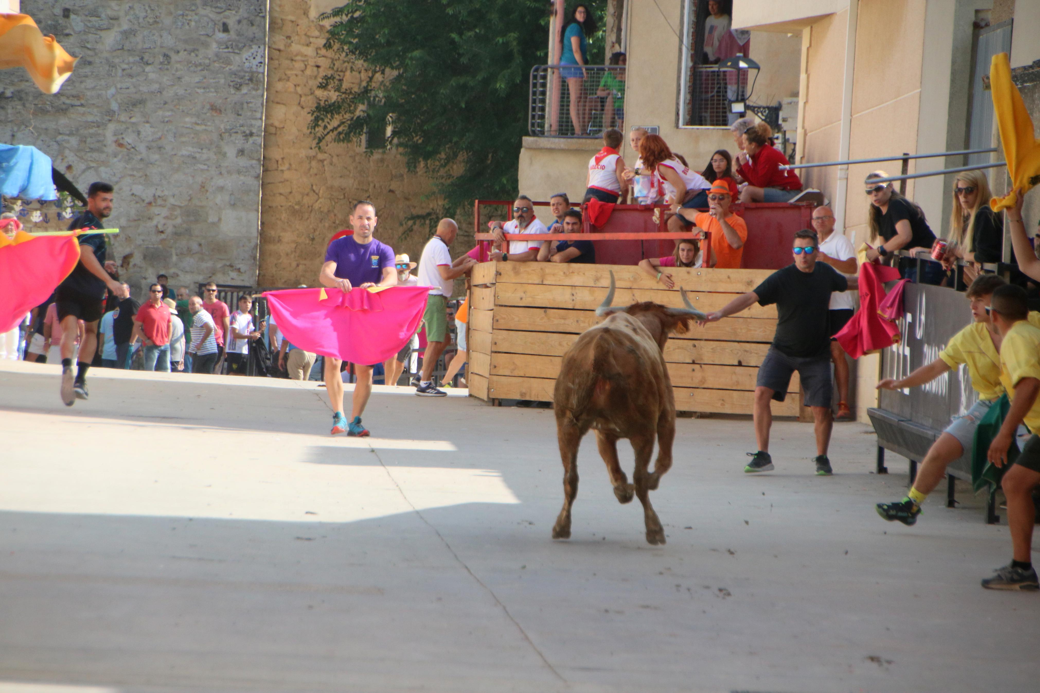 Dueñas celebra sus encierros tradicionales