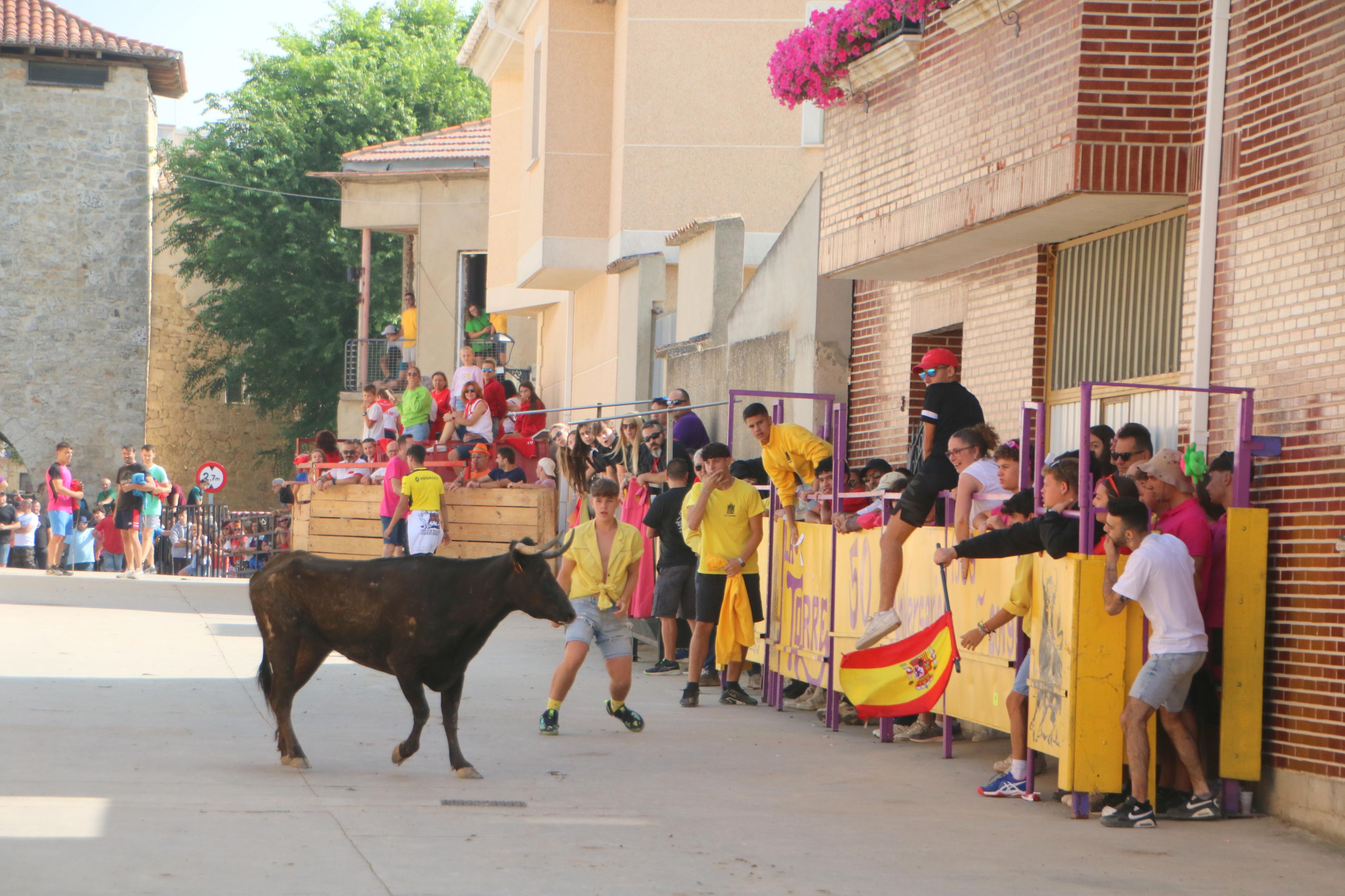 Dueñas celebra sus encierros tradicionales