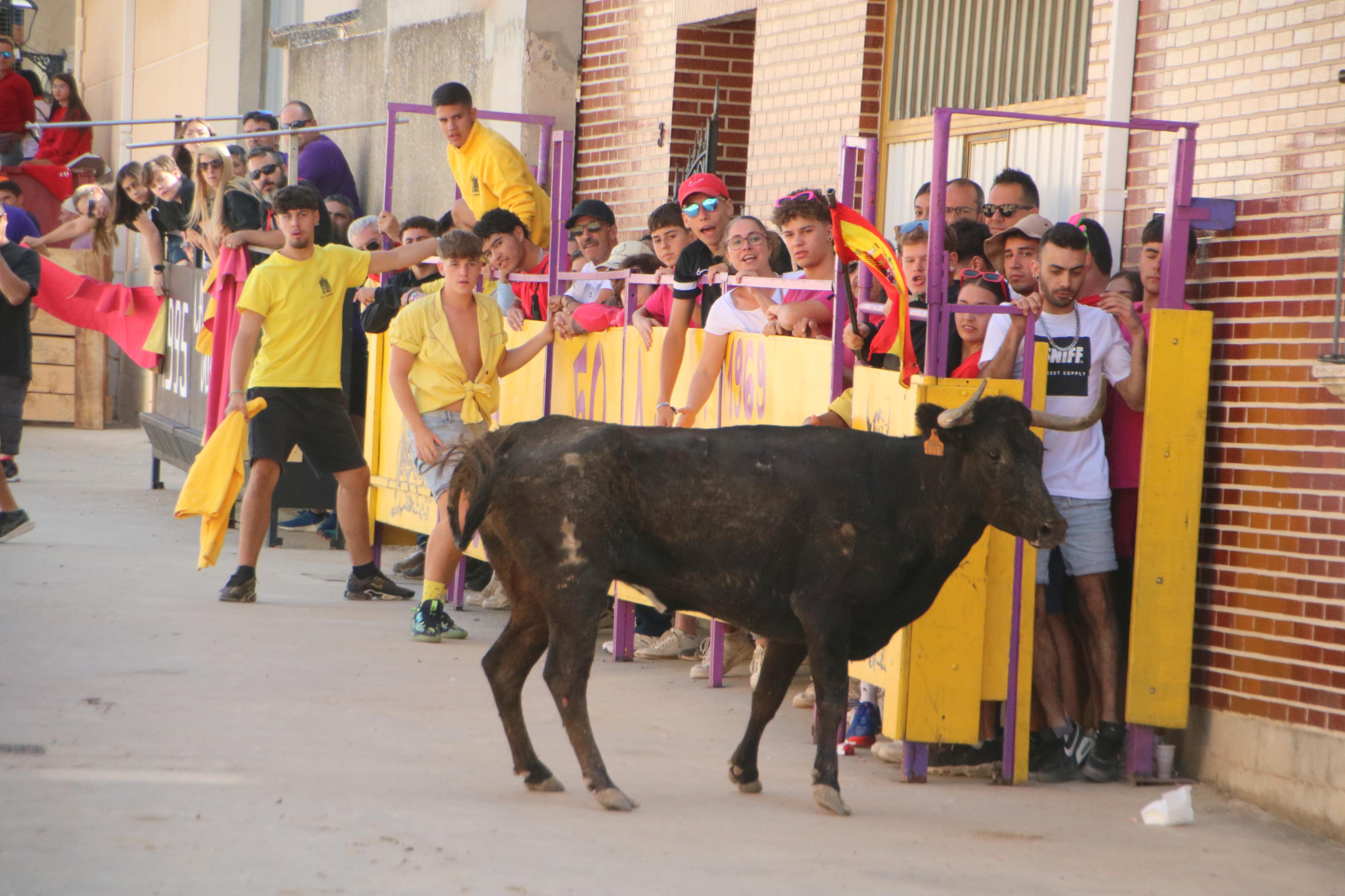 Dueñas celebra sus encierros tradicionales