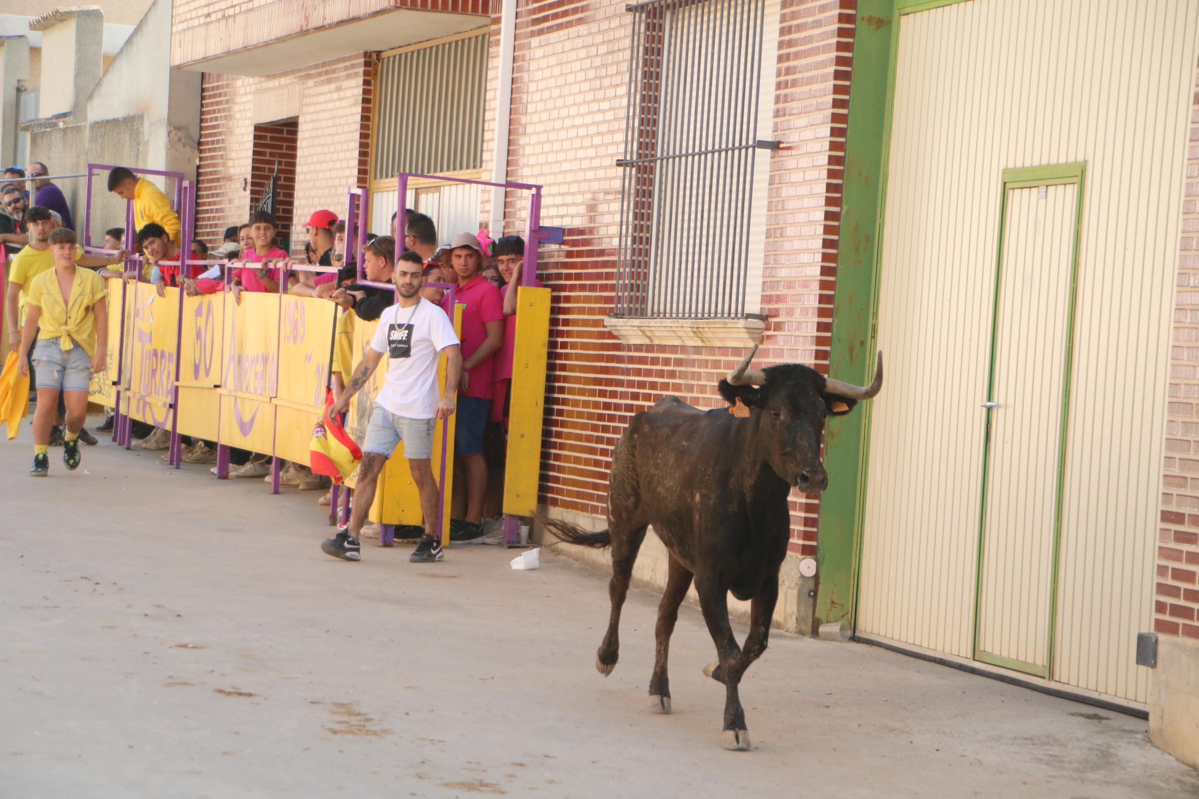 Dueñas celebra sus encierros tradicionales
