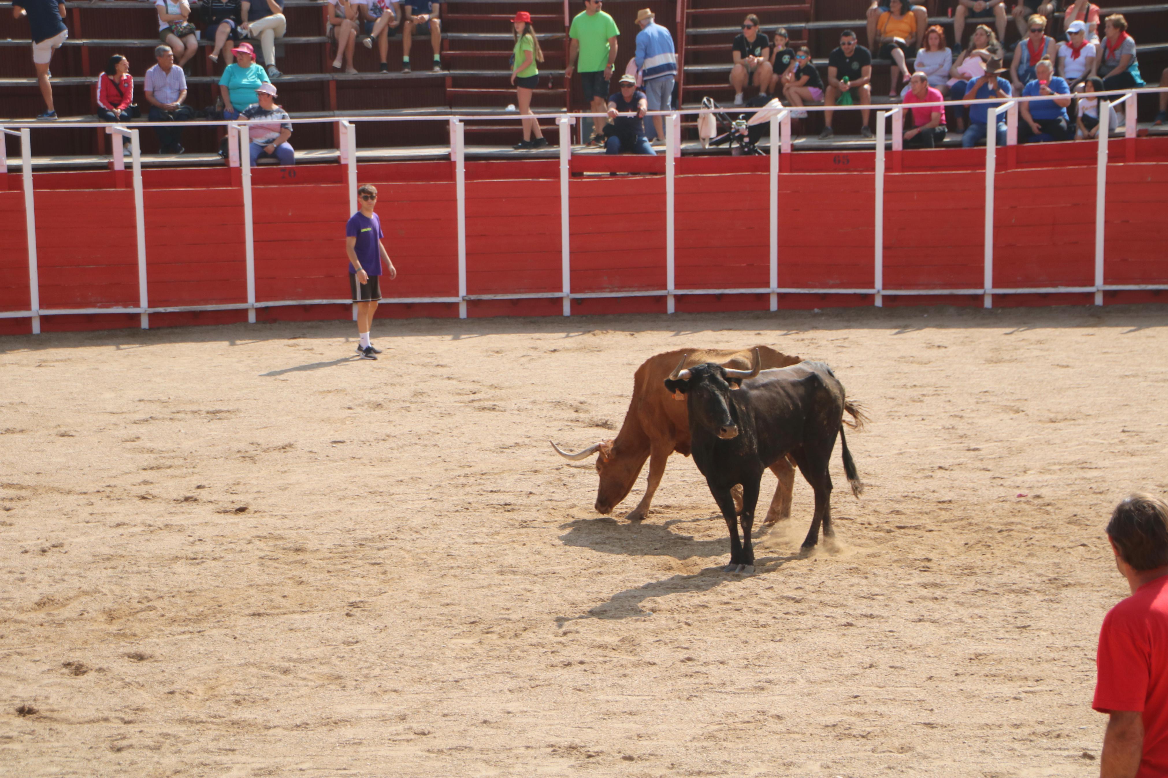 Dueñas celebra sus encierros tradicionales