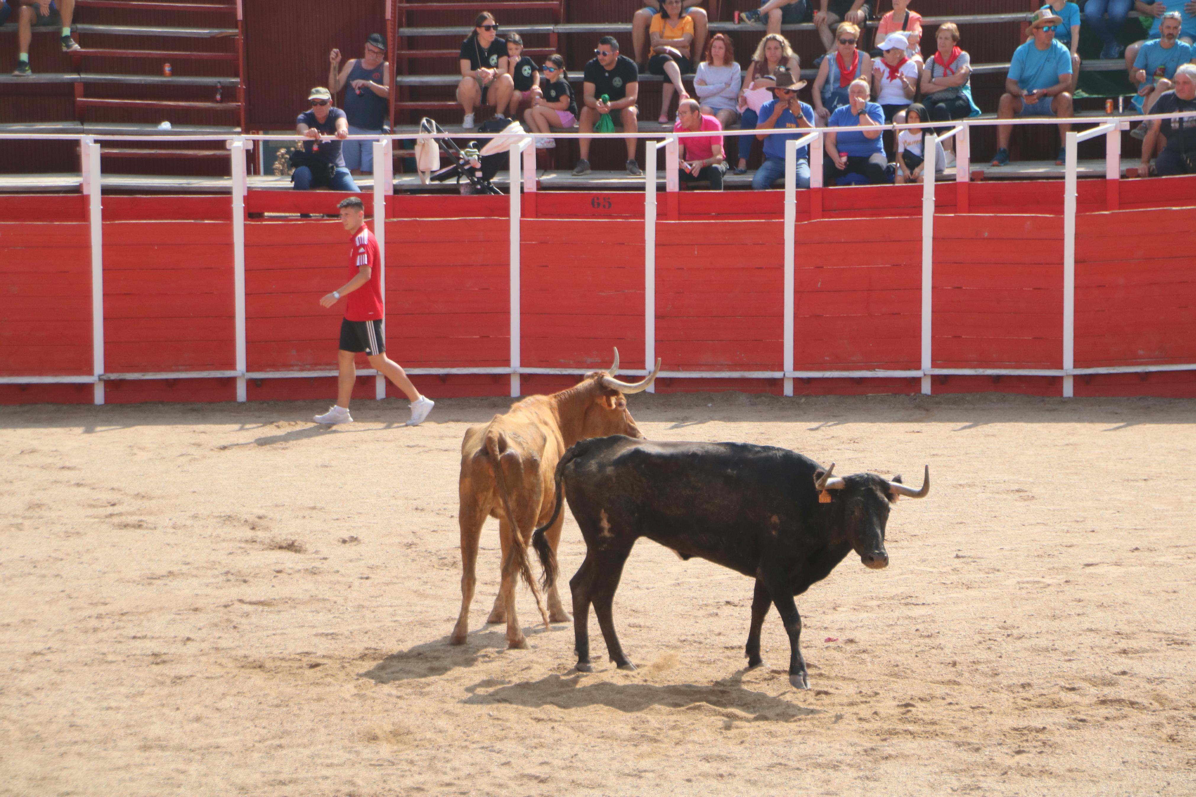 Dueñas celebra sus encierros tradicionales