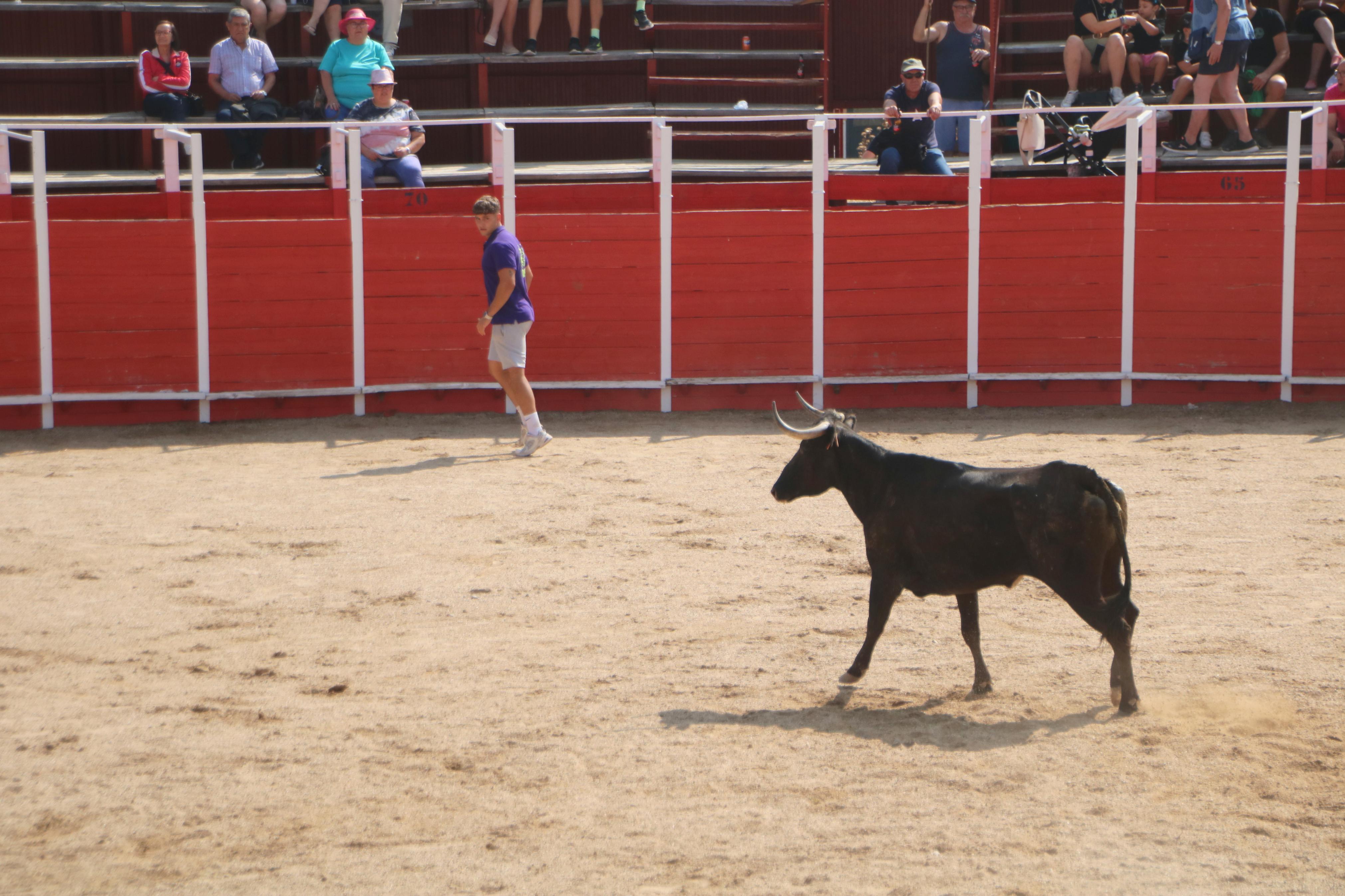 Dueñas celebra sus encierros tradicionales