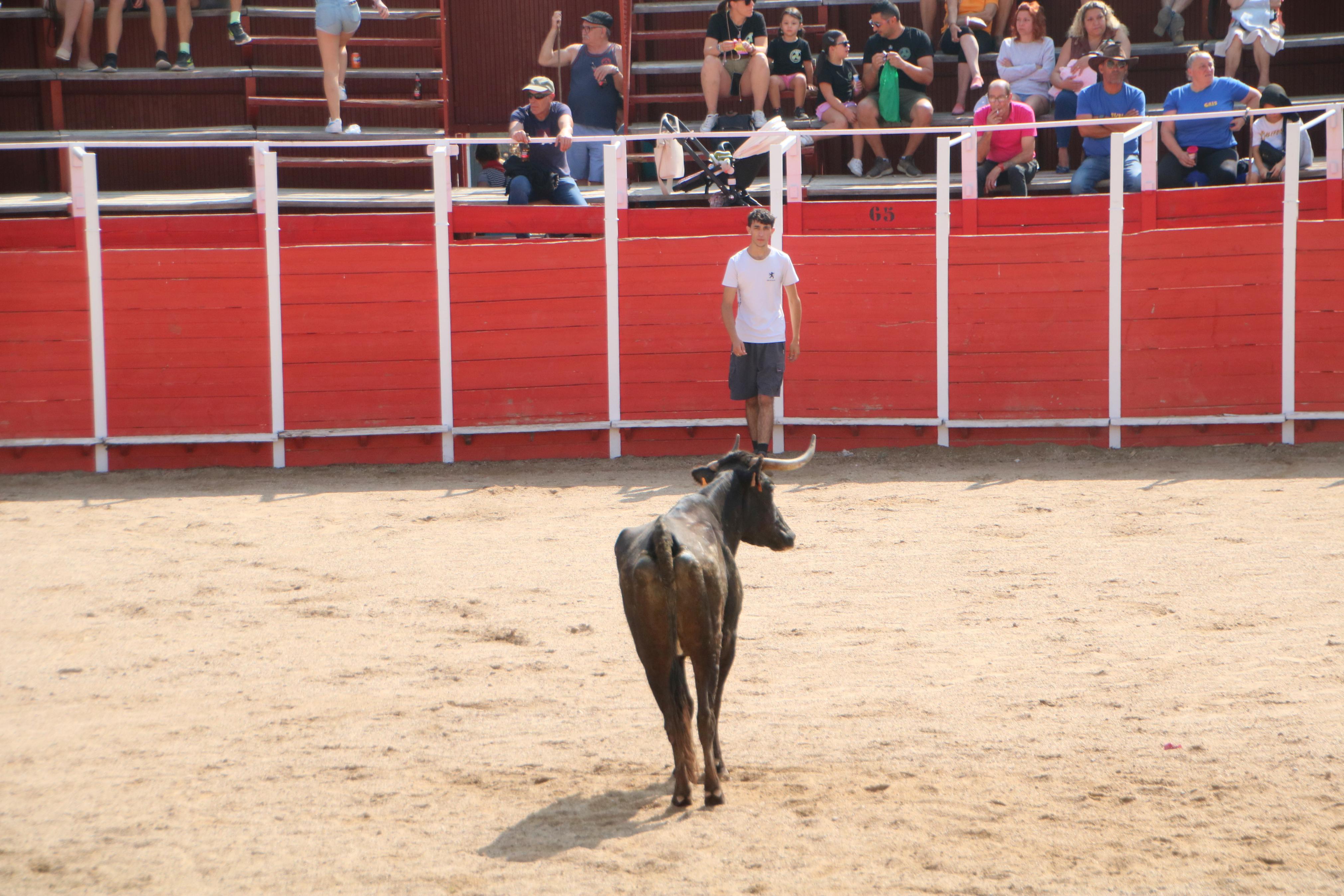 Dueñas celebra sus encierros tradicionales