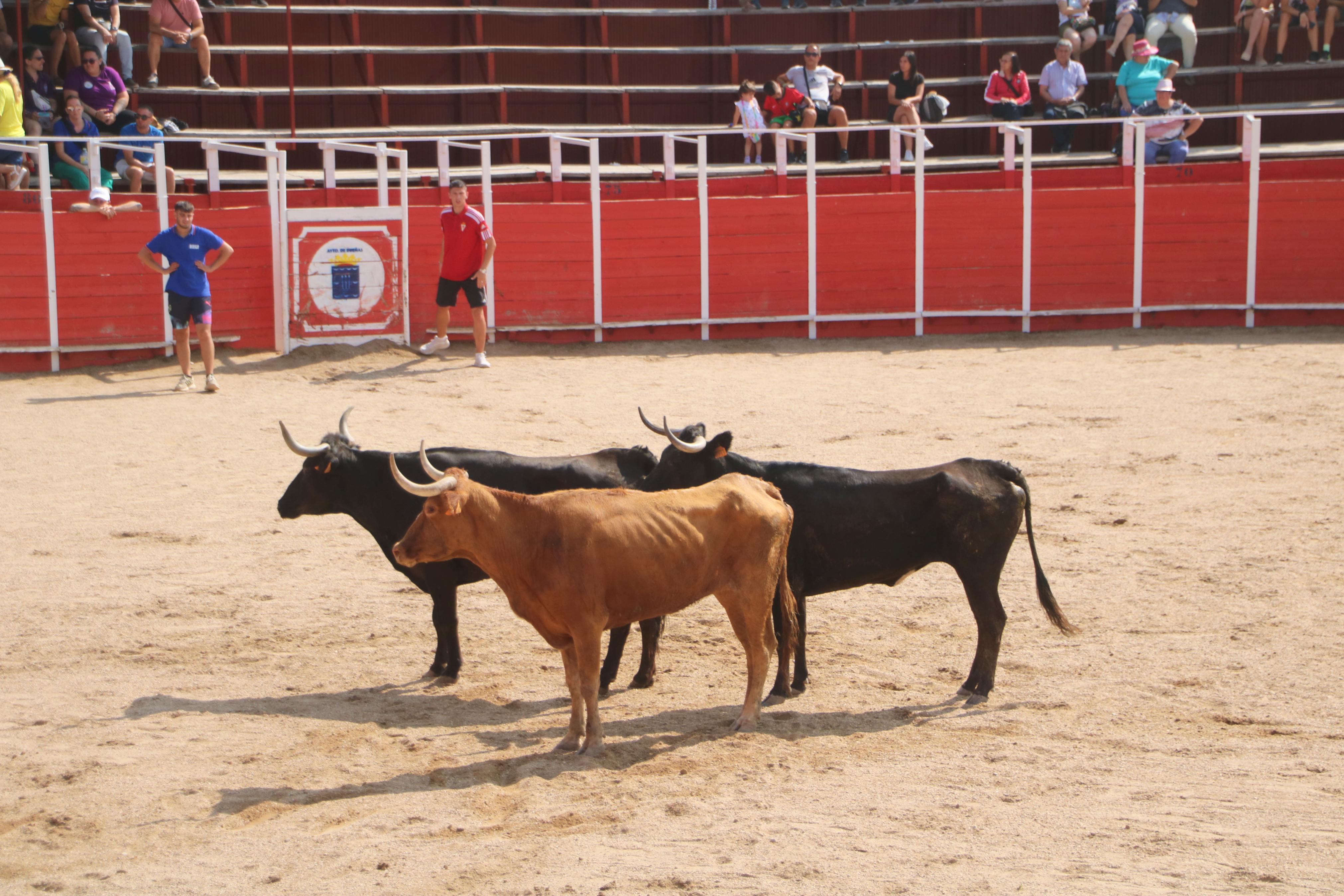 Dueñas celebra sus encierros tradicionales