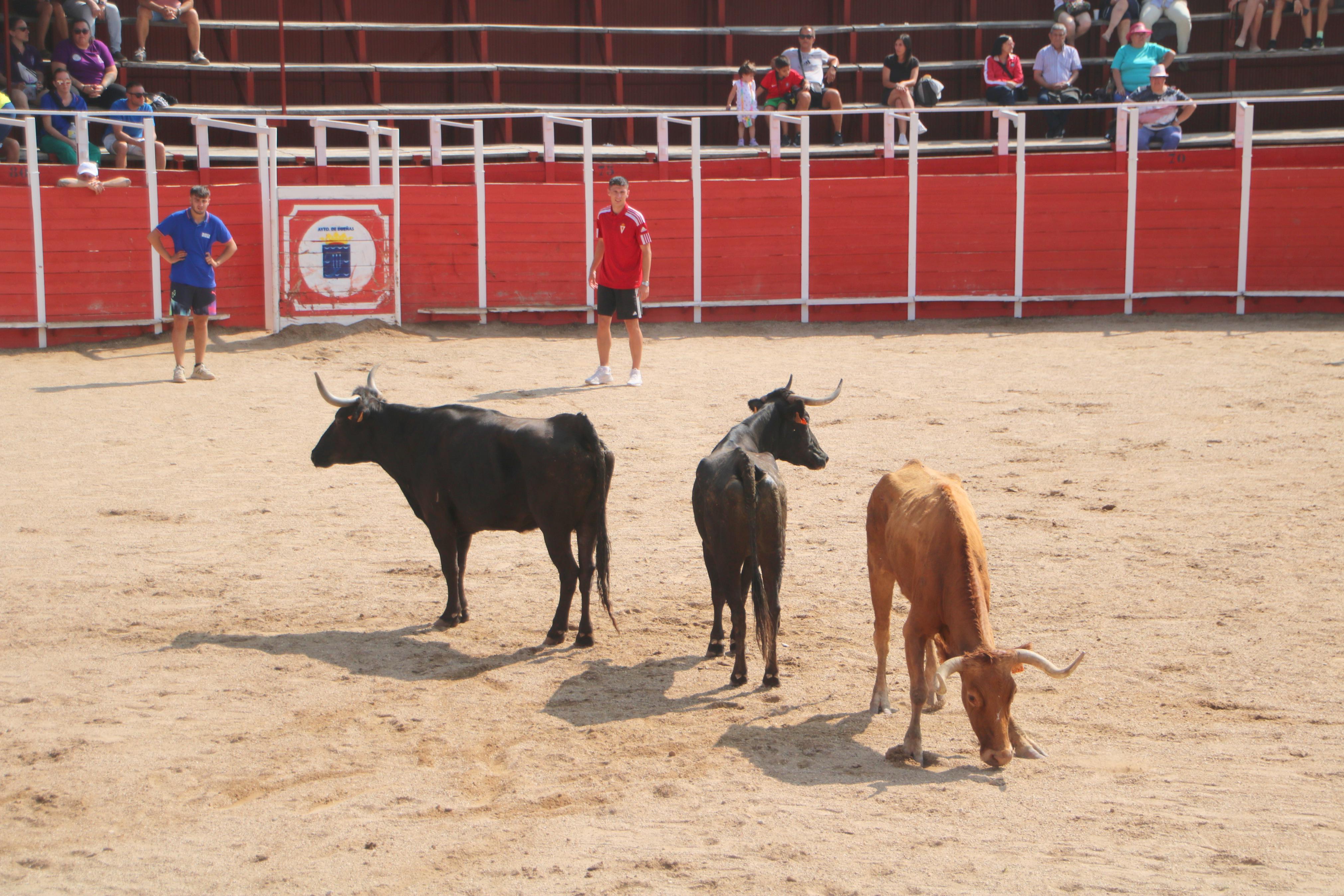 Dueñas celebra sus encierros tradicionales